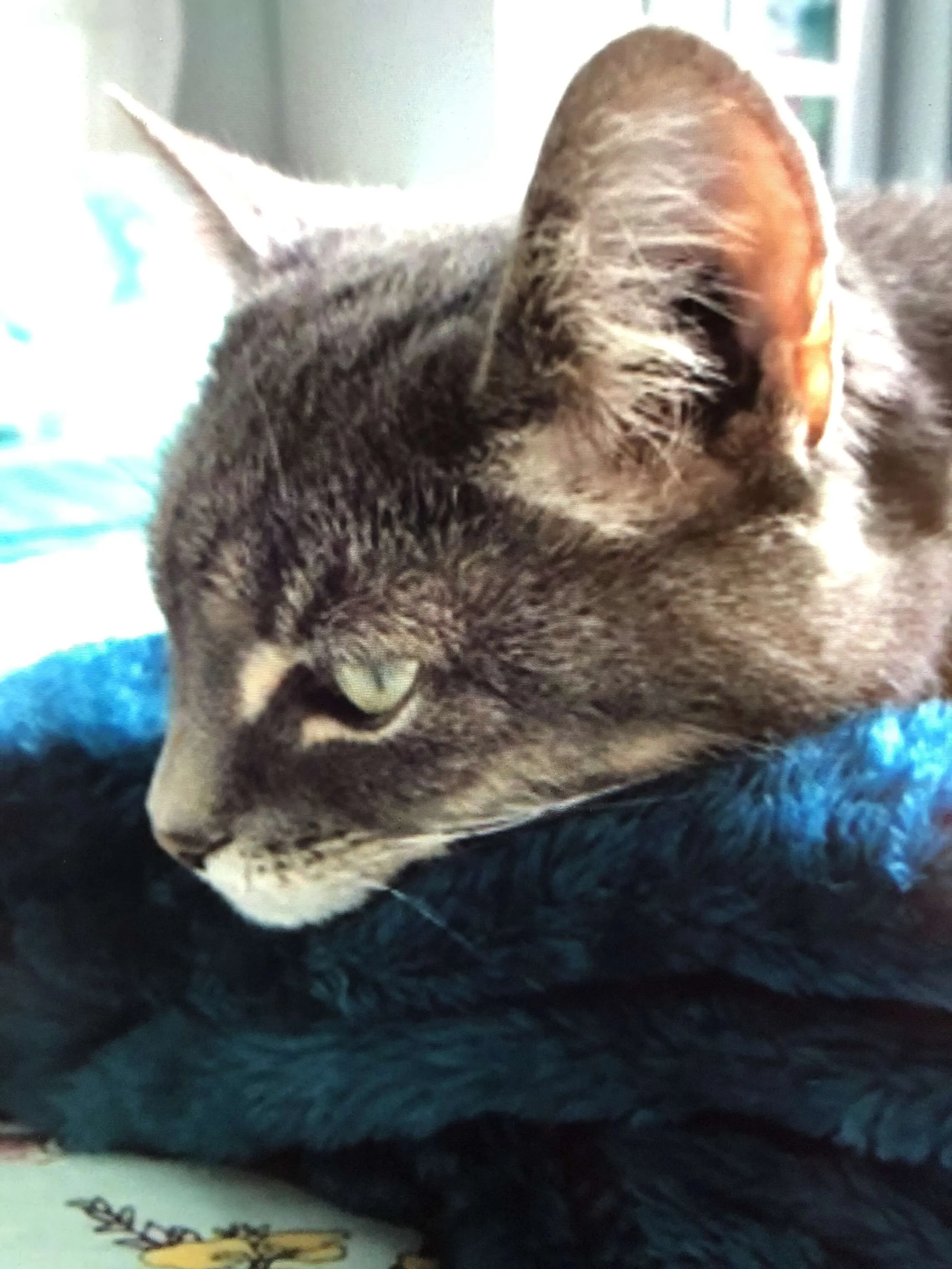 Posh Prudence Poses