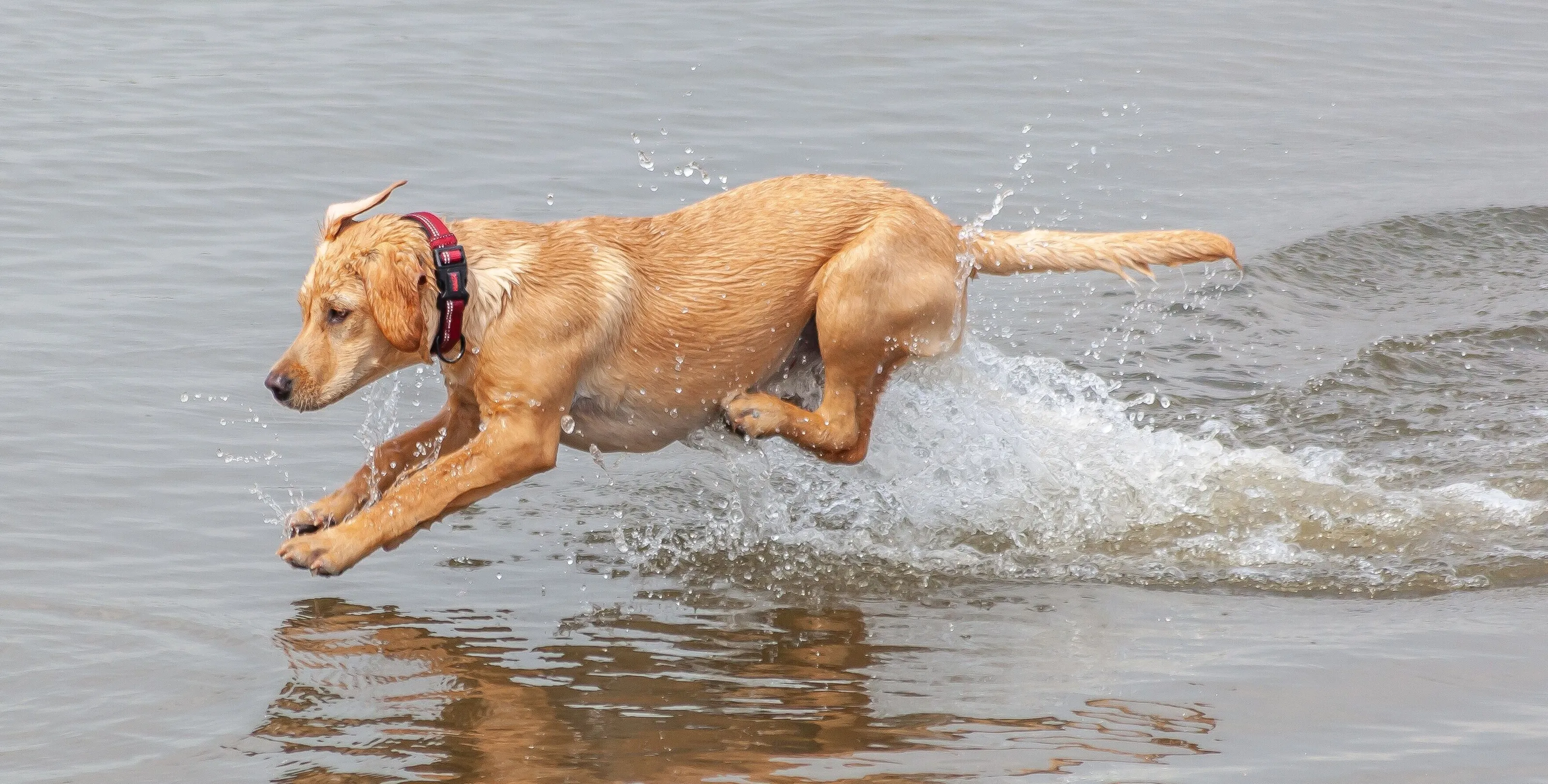 Golden Retriever enjoying a splash