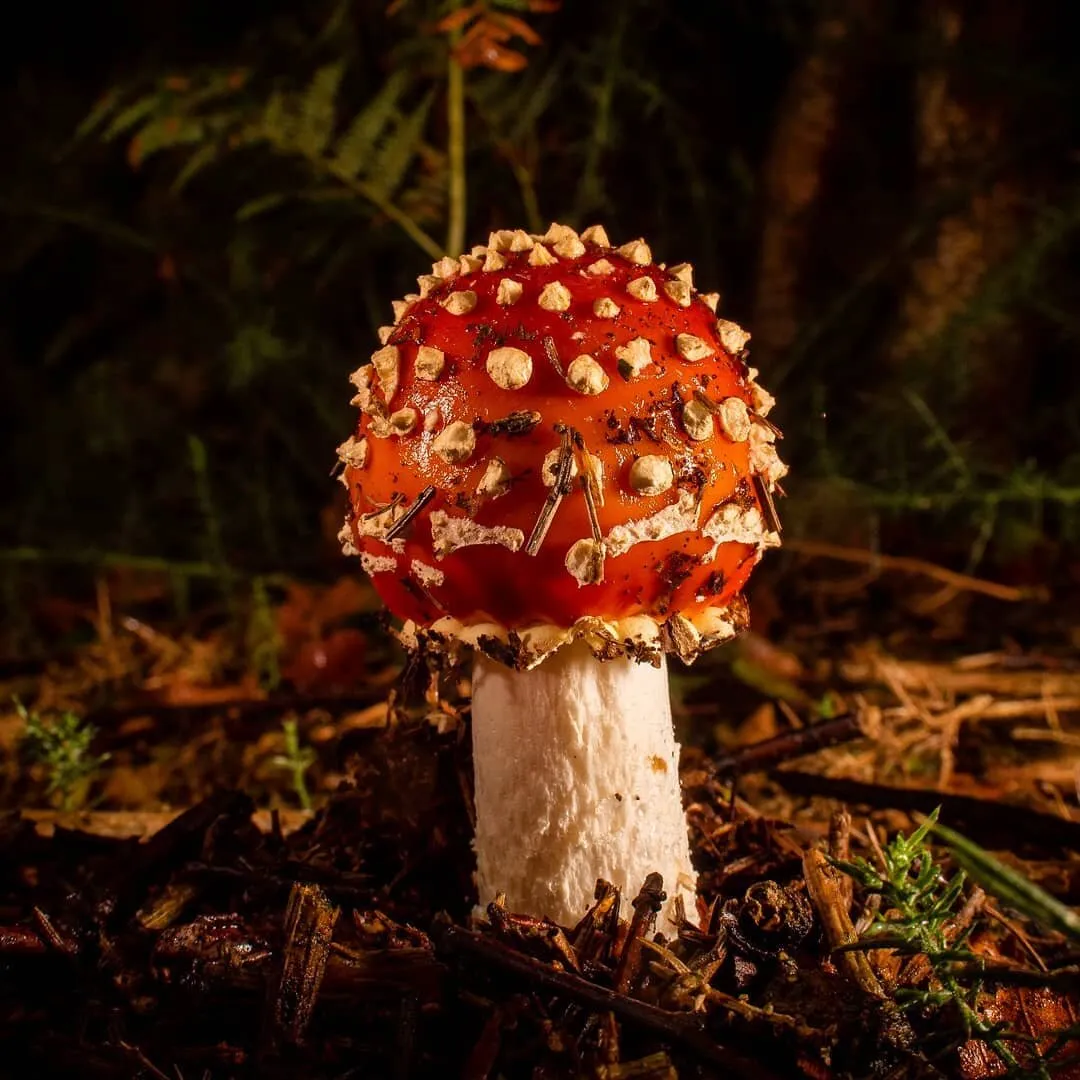 Fly agaric