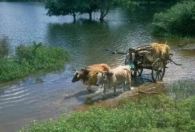 so...thirsty my cows and me