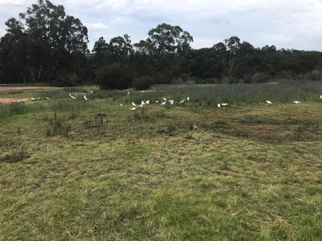 The Australian Cockatoos