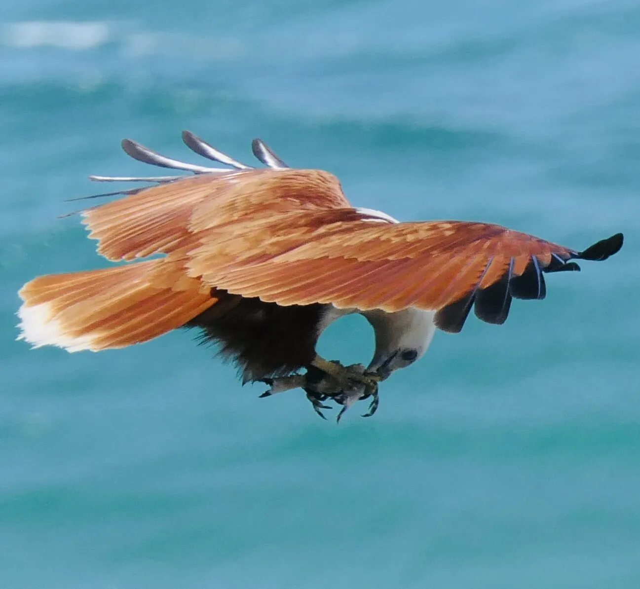 Brahminy Kite