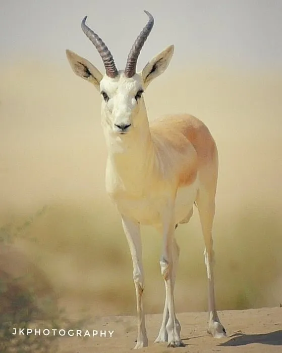 Arabian Sand Gazelle
