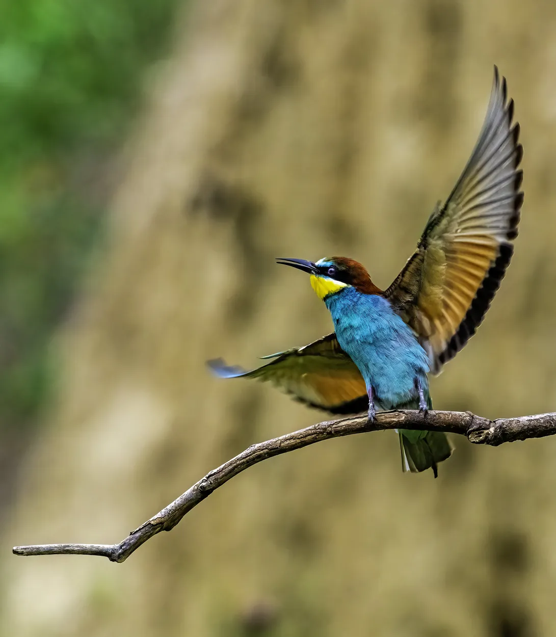 Entry 13269655