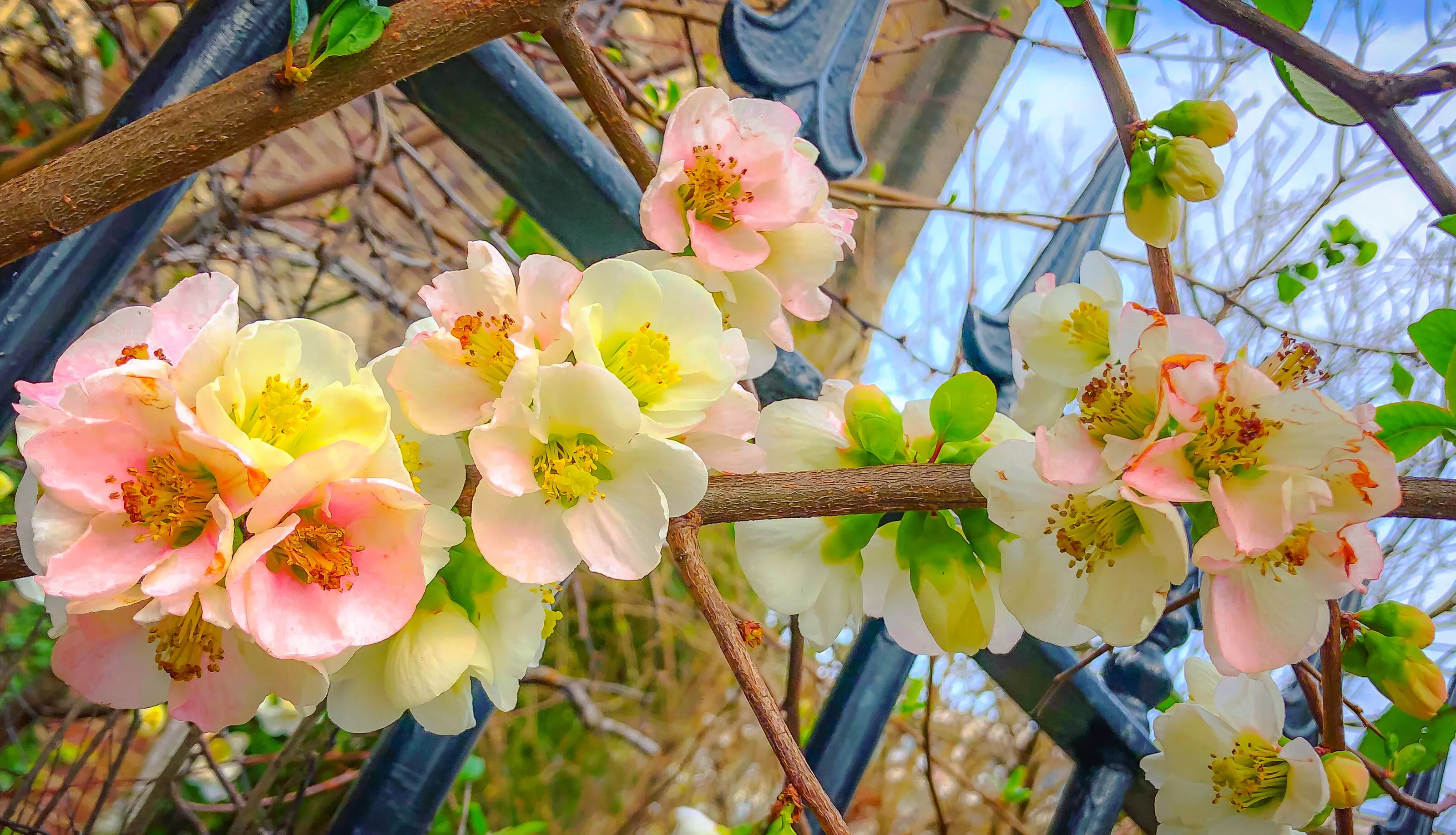 Spring Flowers