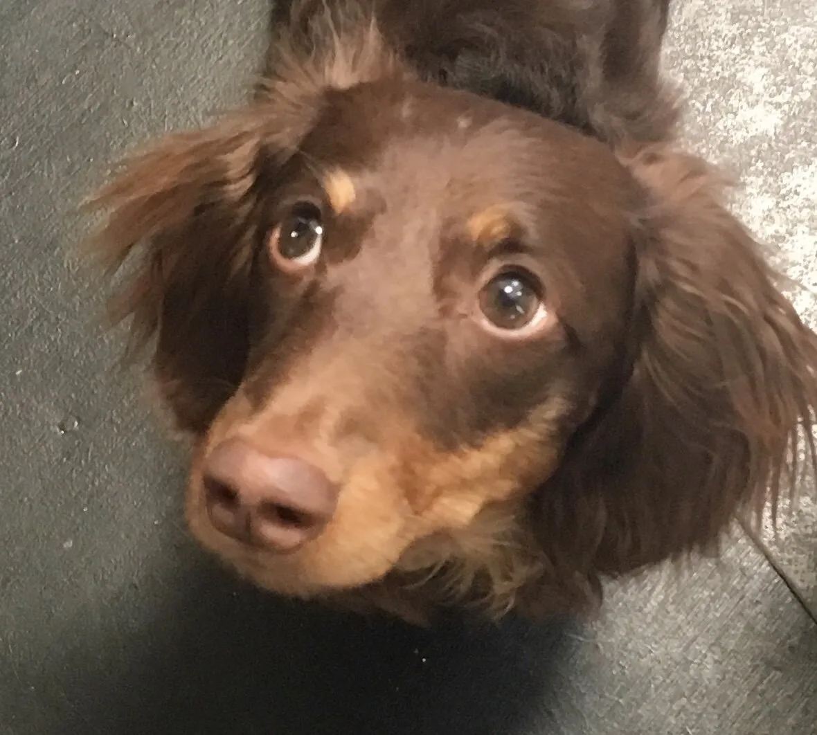 Reese the Dachshund