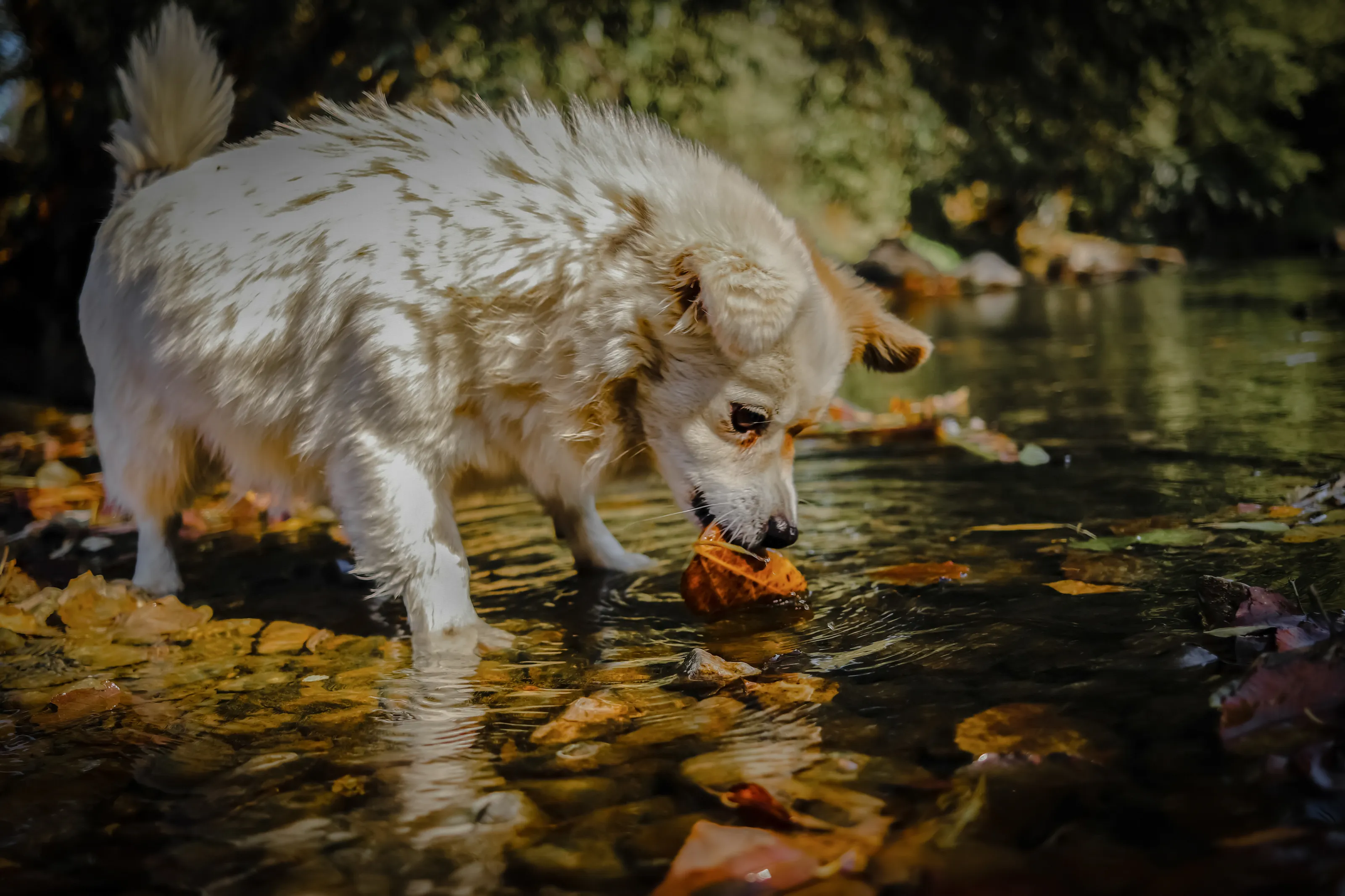 Mrs Puffy playing with a leaf