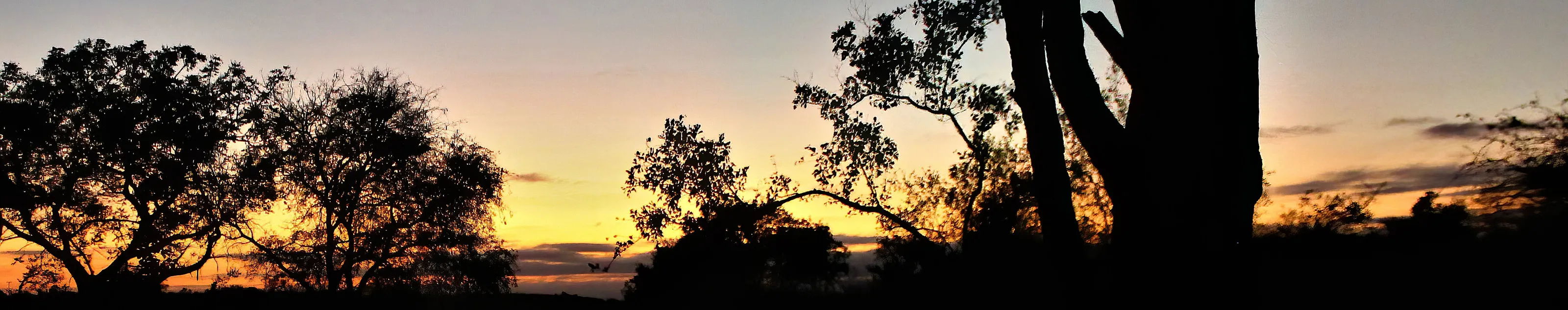 Bushveld Sunser Banner