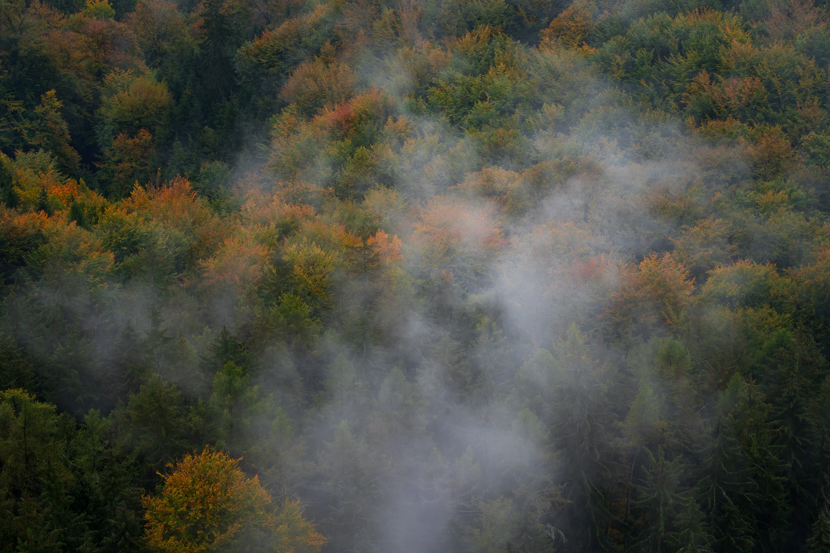 The colours of autumn