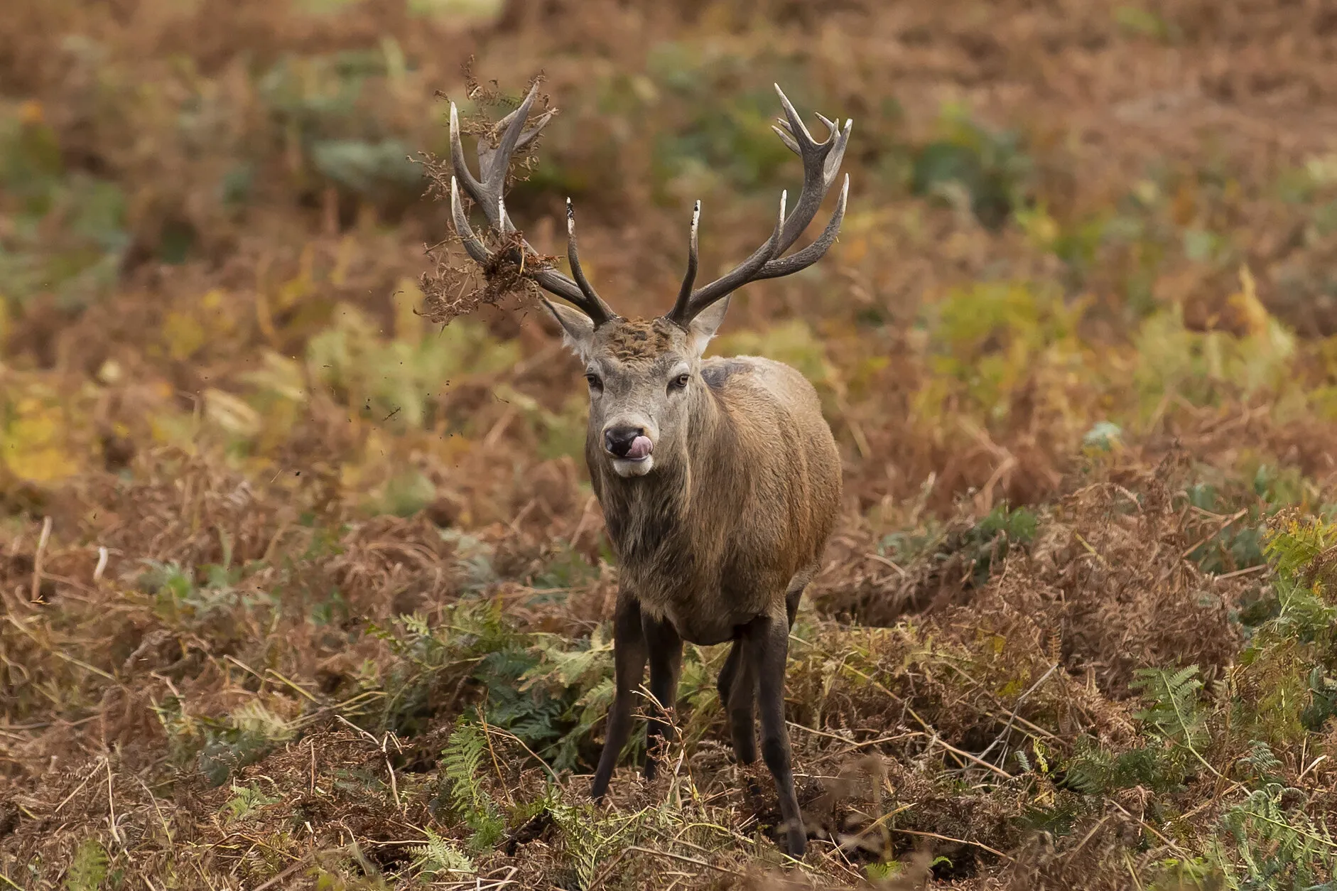 Hungry deer