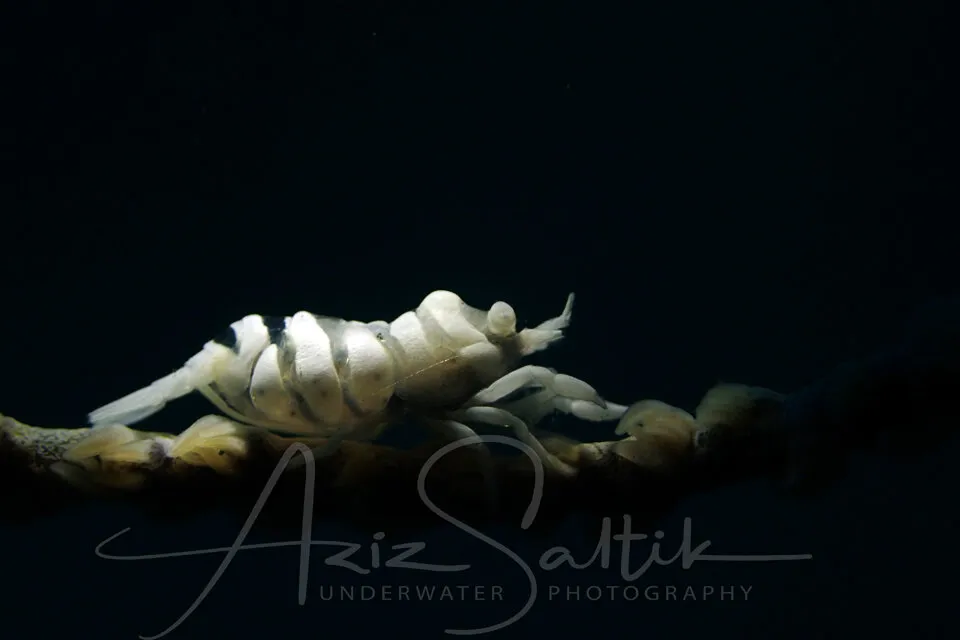 Cryptic shrimp - Pontonides ankeri
