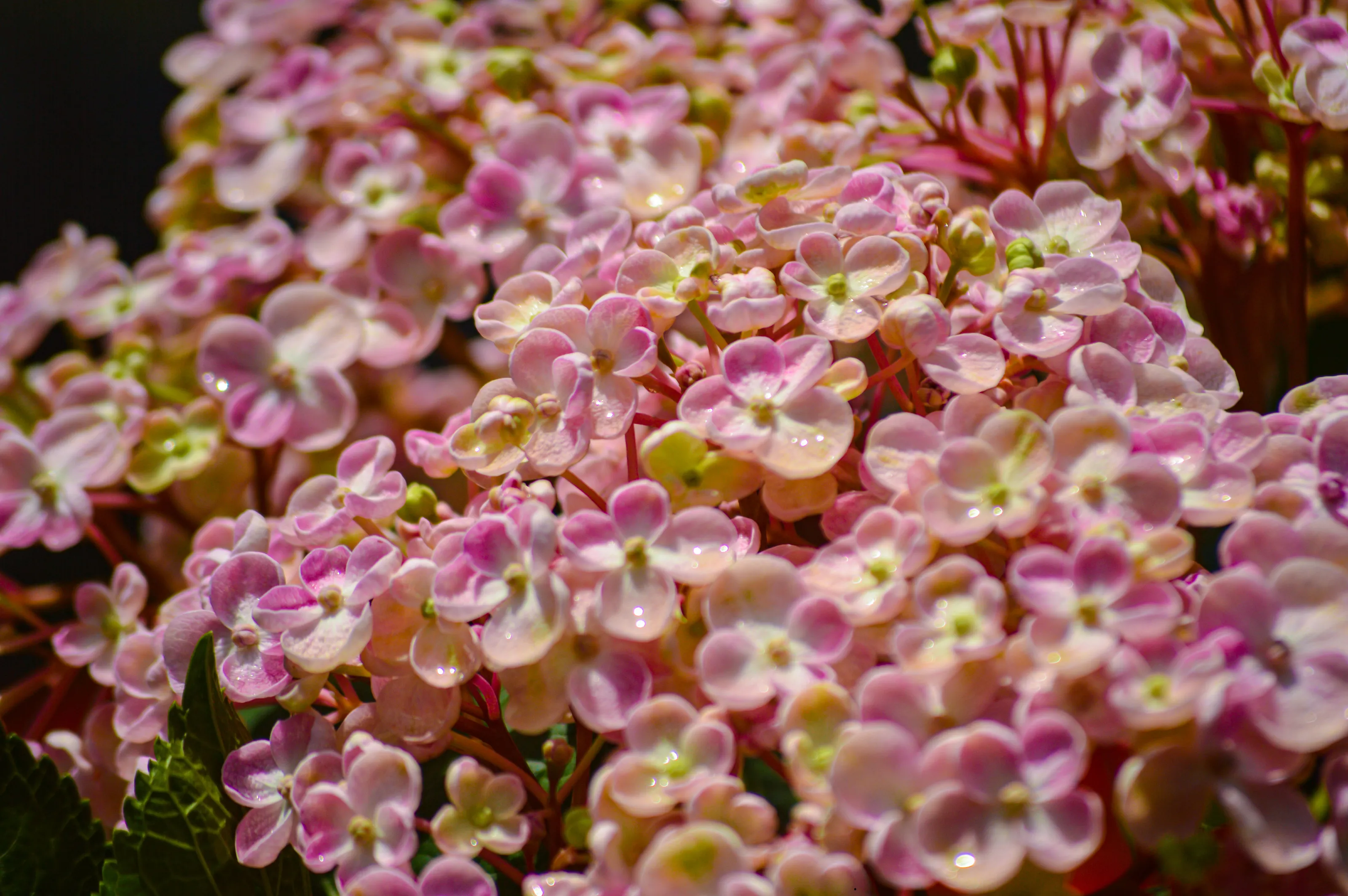 Hydrangeas