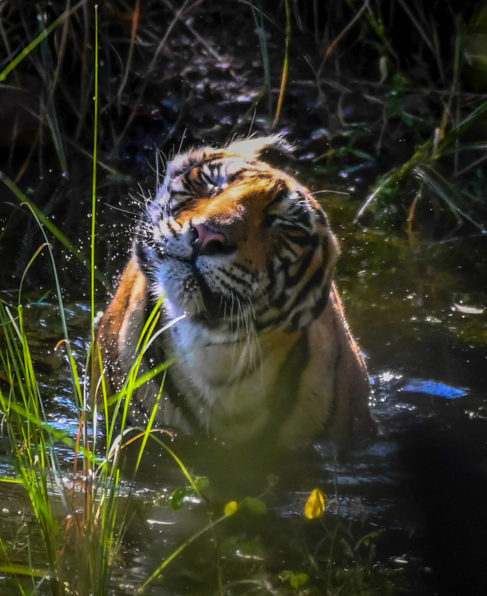 The Joyful Tigress..