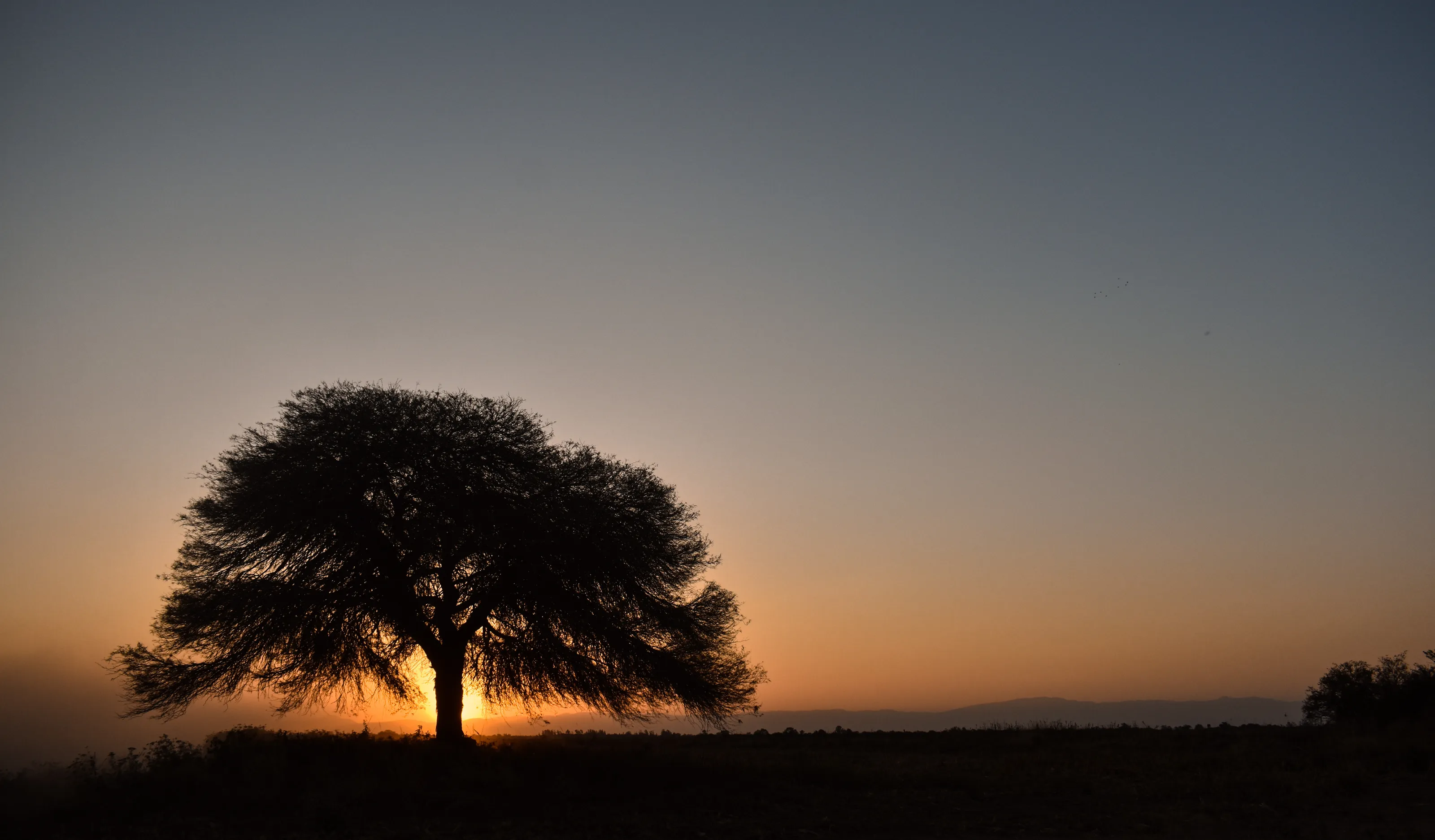 Sunset with one tree