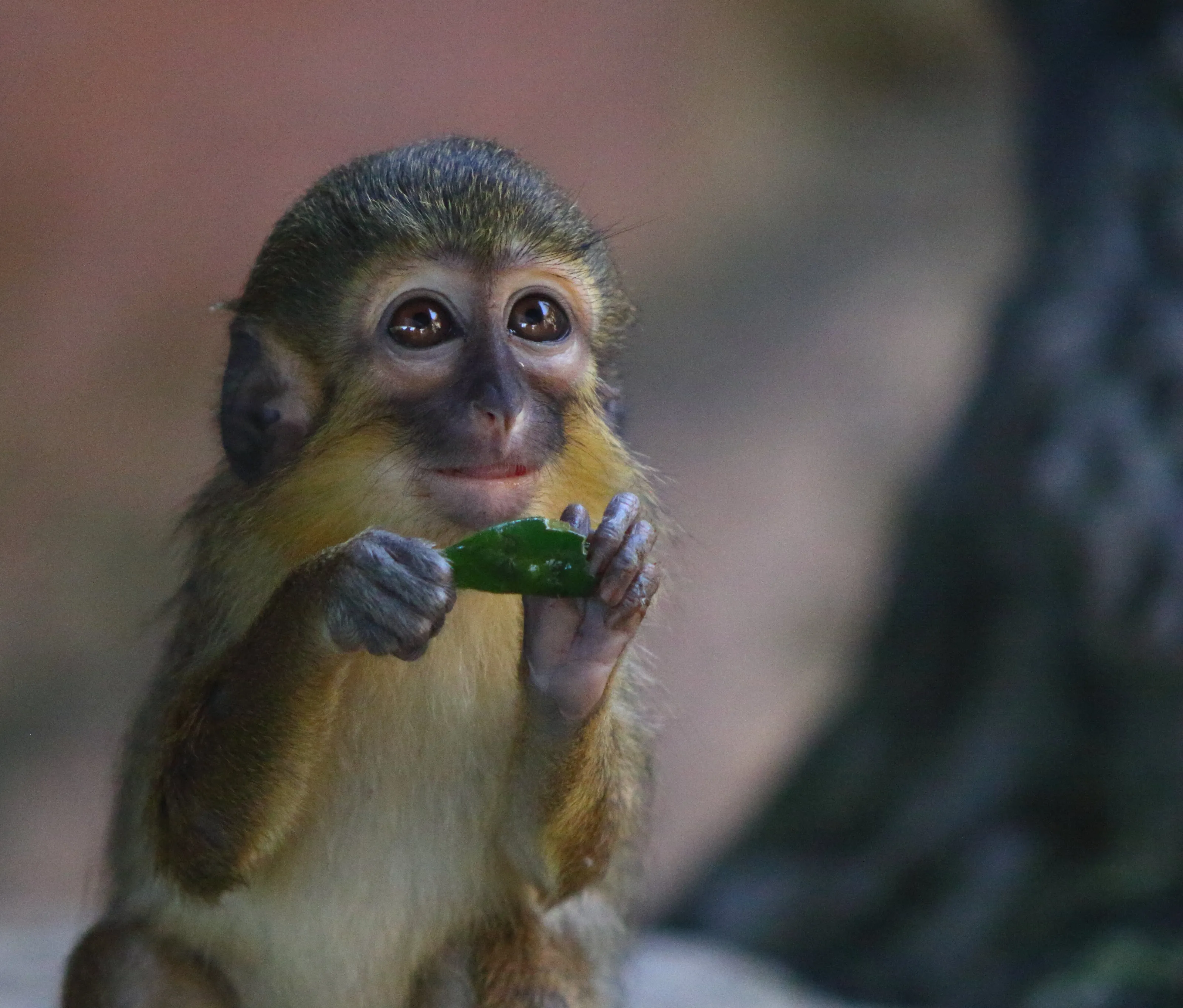 Gabon talapoin