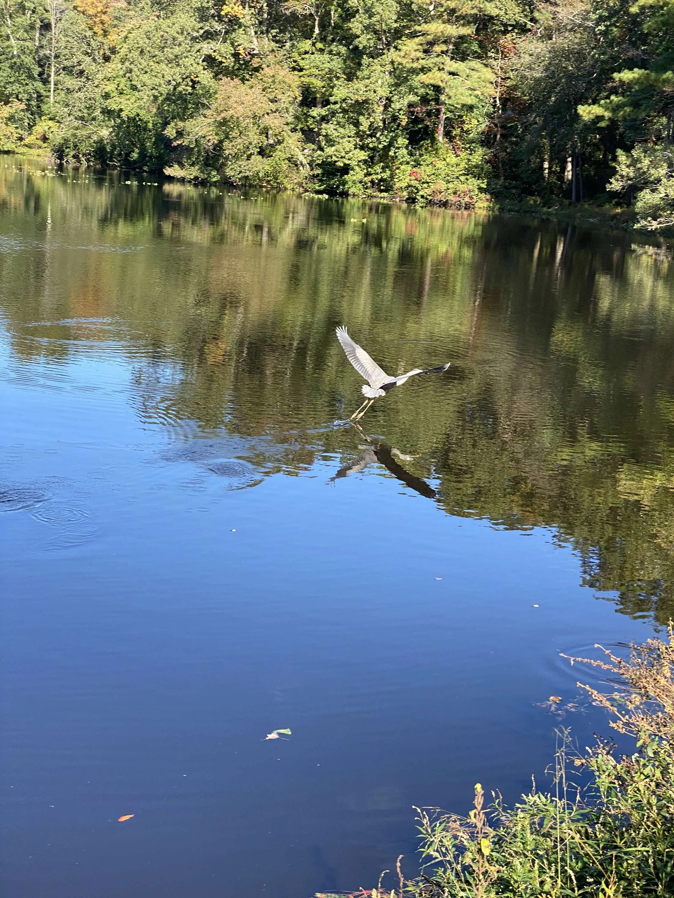 Autumn heron flight