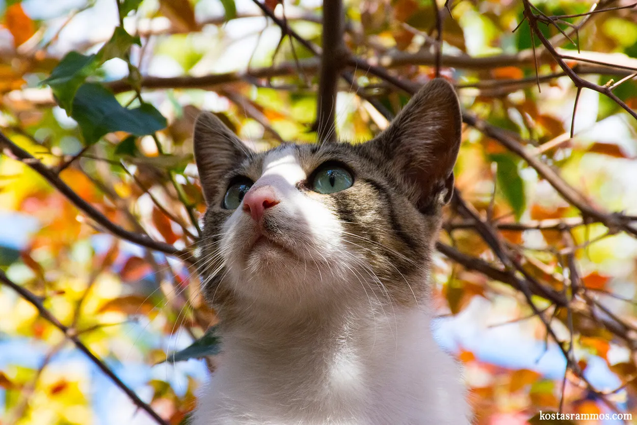 Entry 1195934