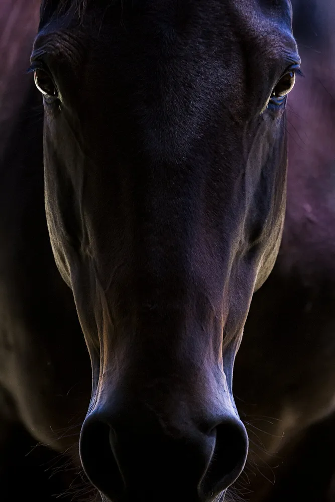 The Stare