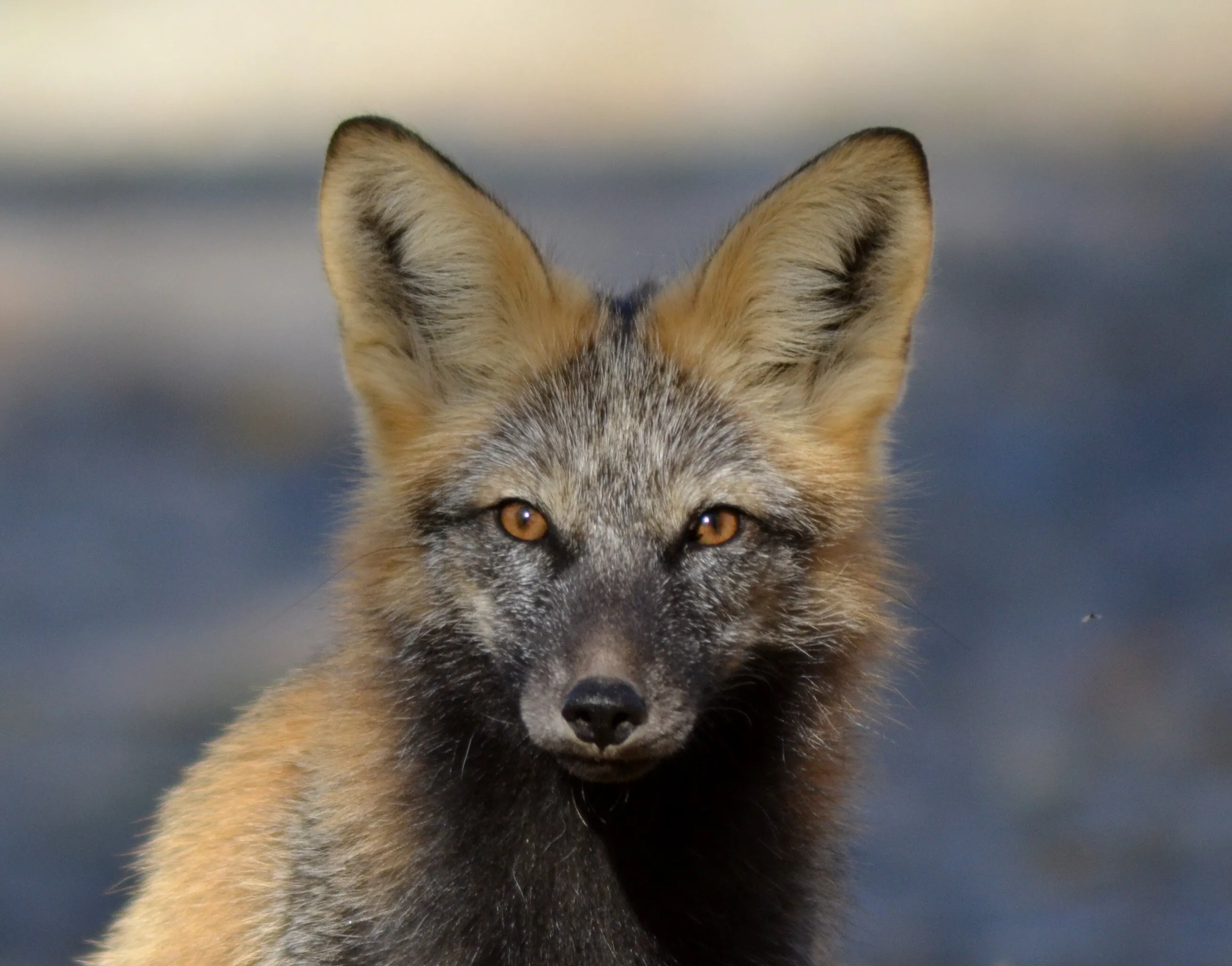 Young fox