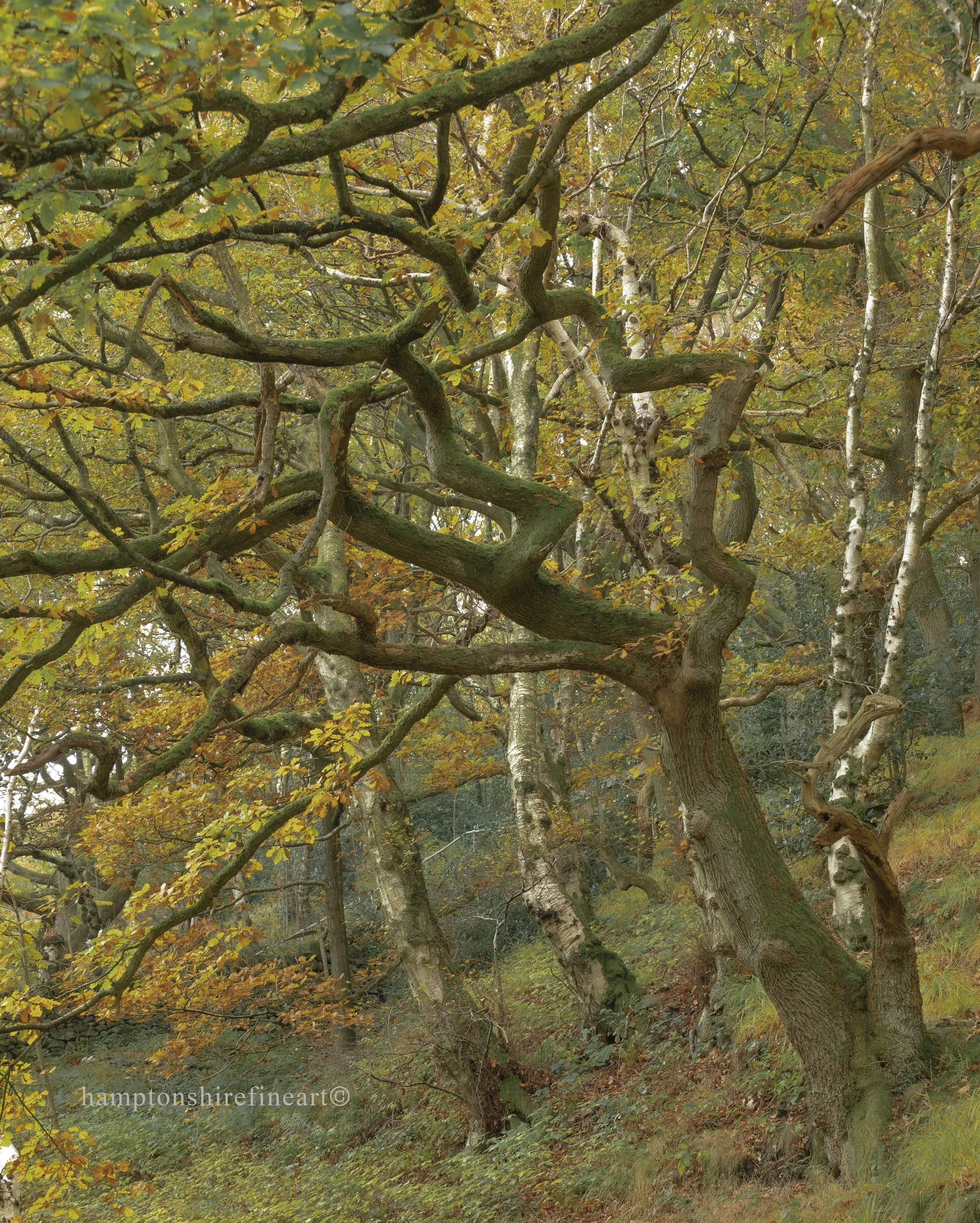 Autumn in High Peak