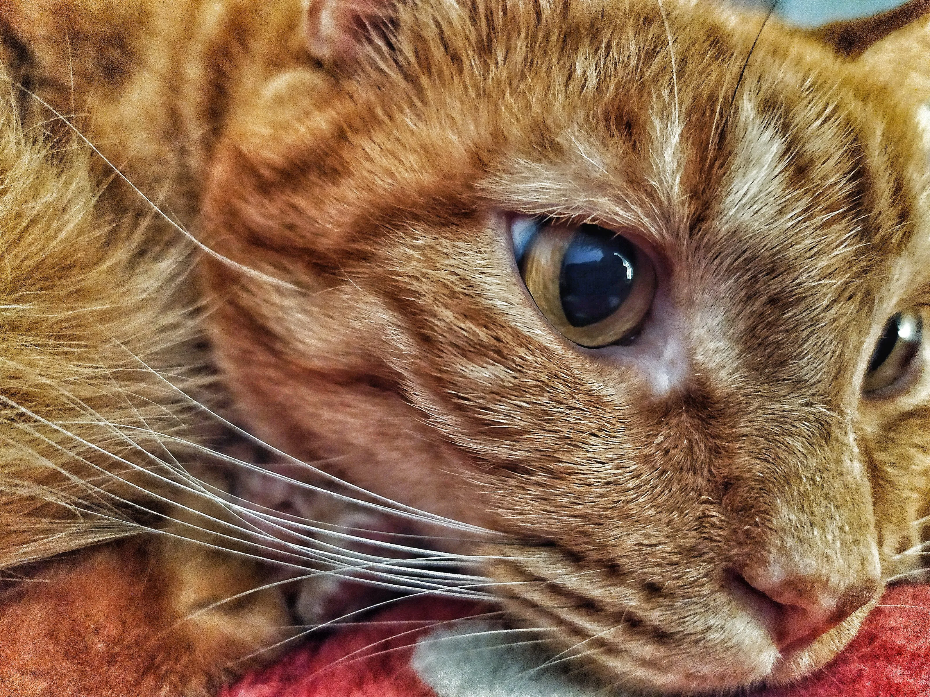 Thinking cat
