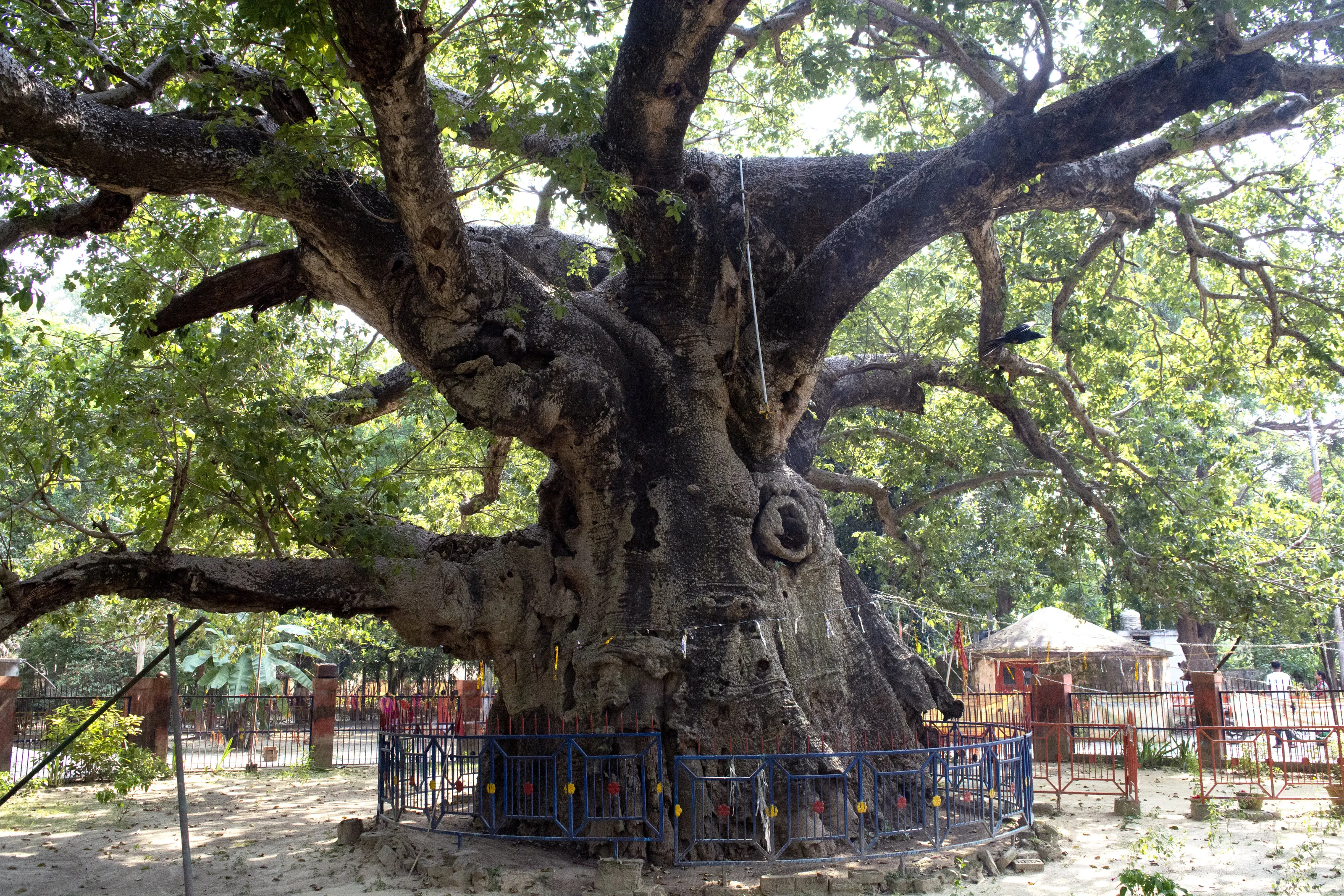Parijat Tree