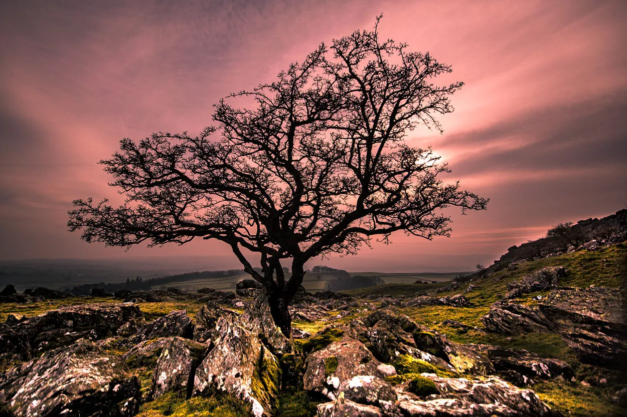 Entry 7770655