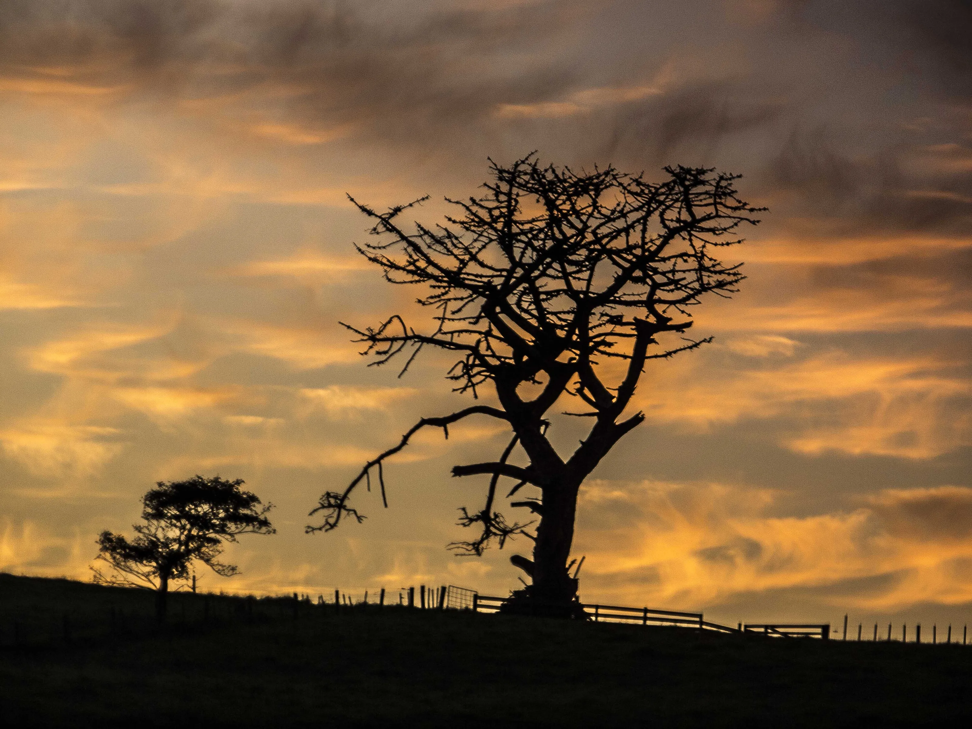 Dawn Tree