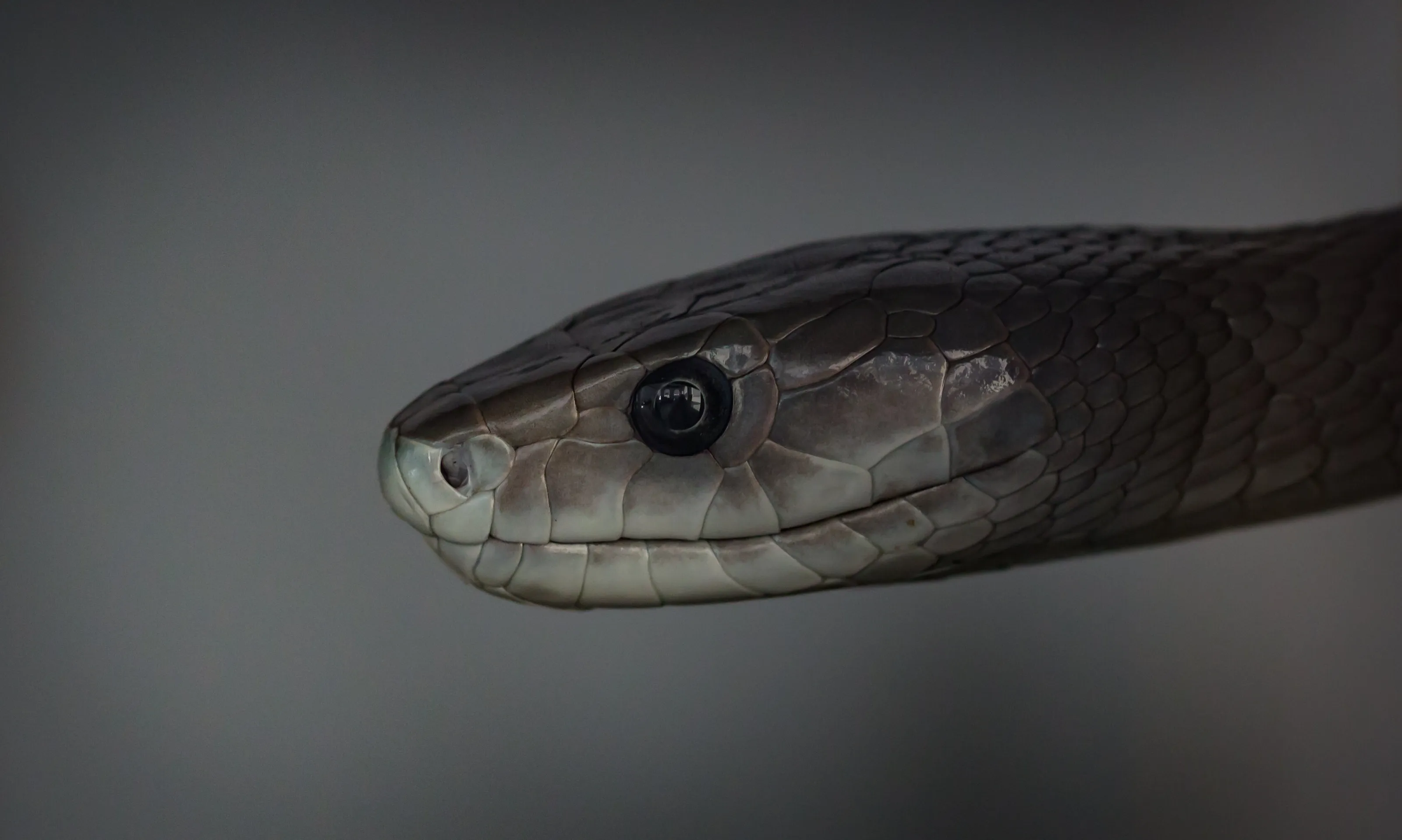 black mamba