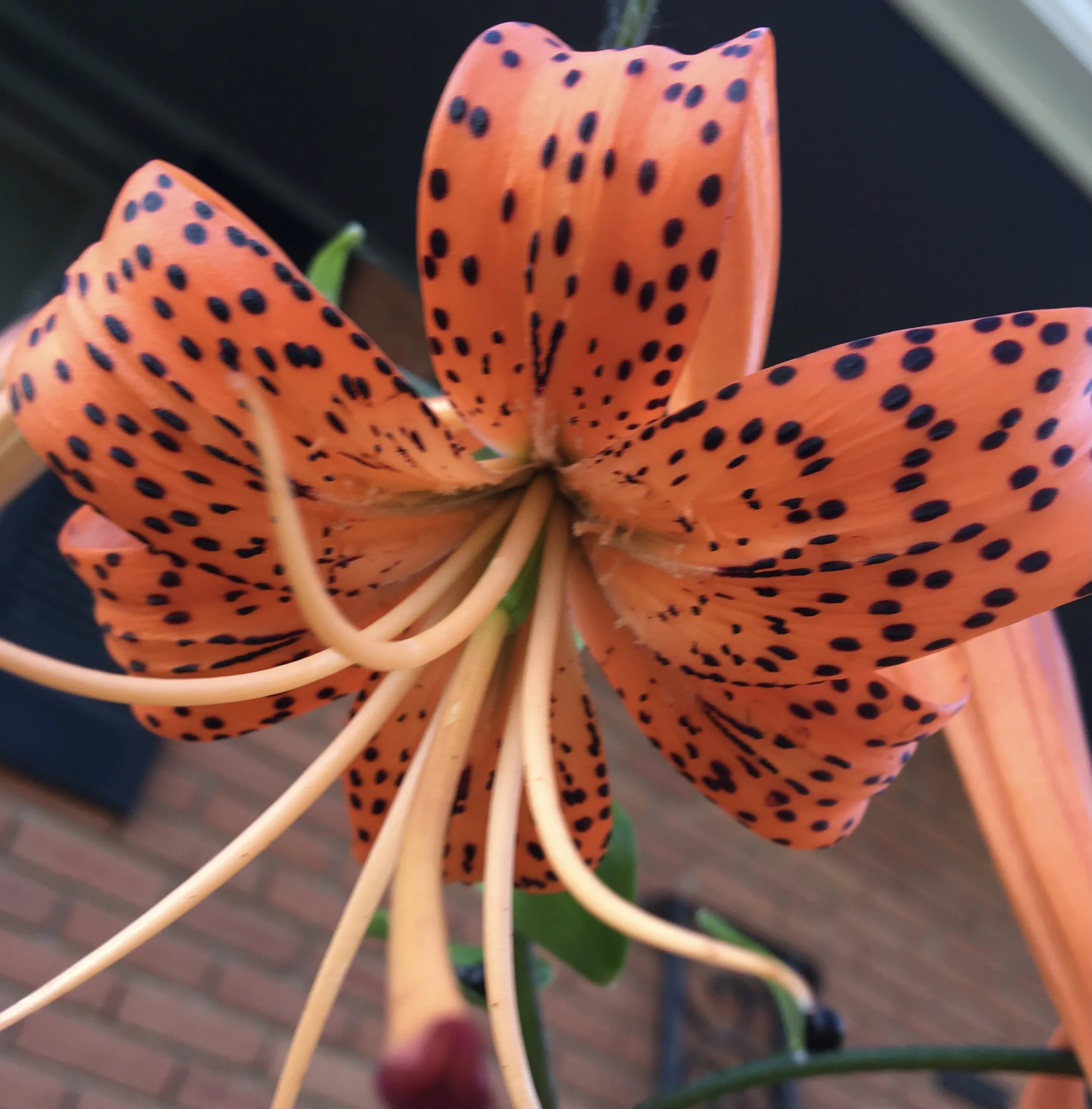 Tiger Lilly