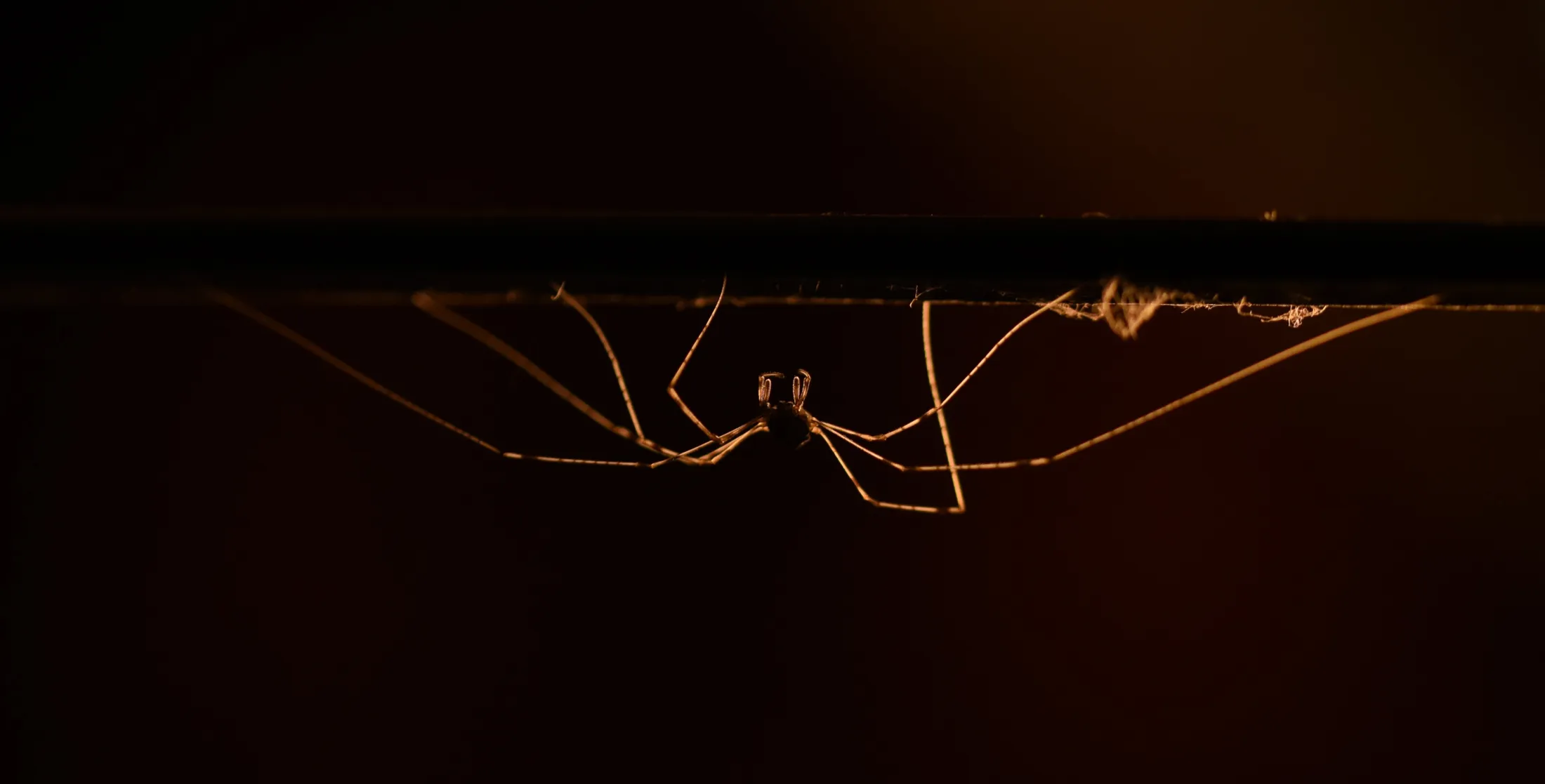Night time spider