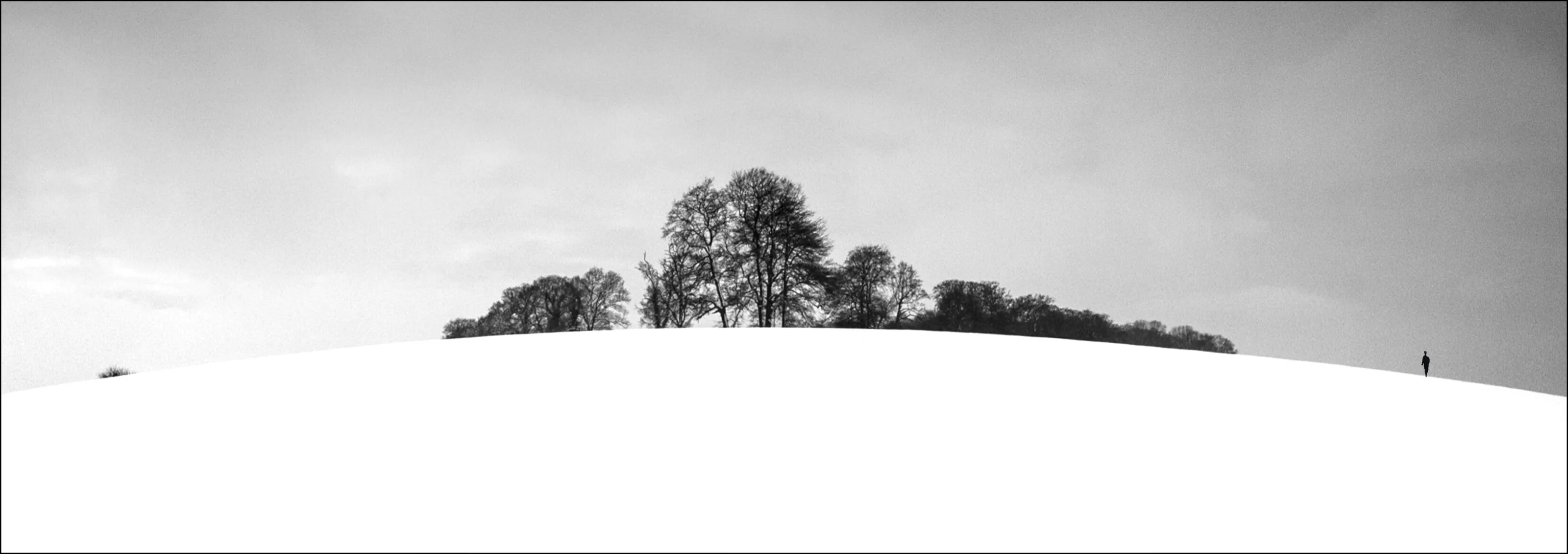 The Copse on the hill