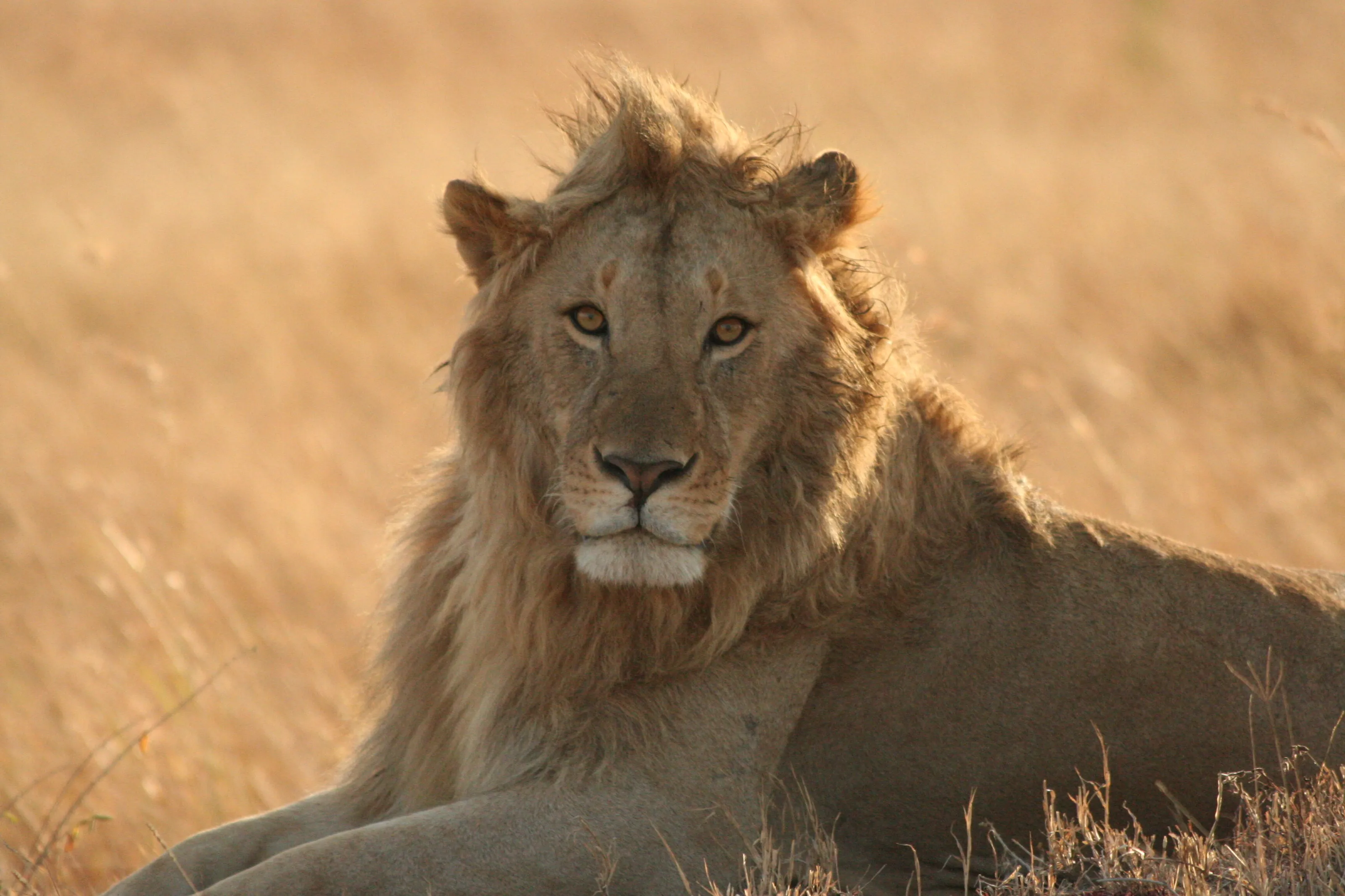 Young male lion