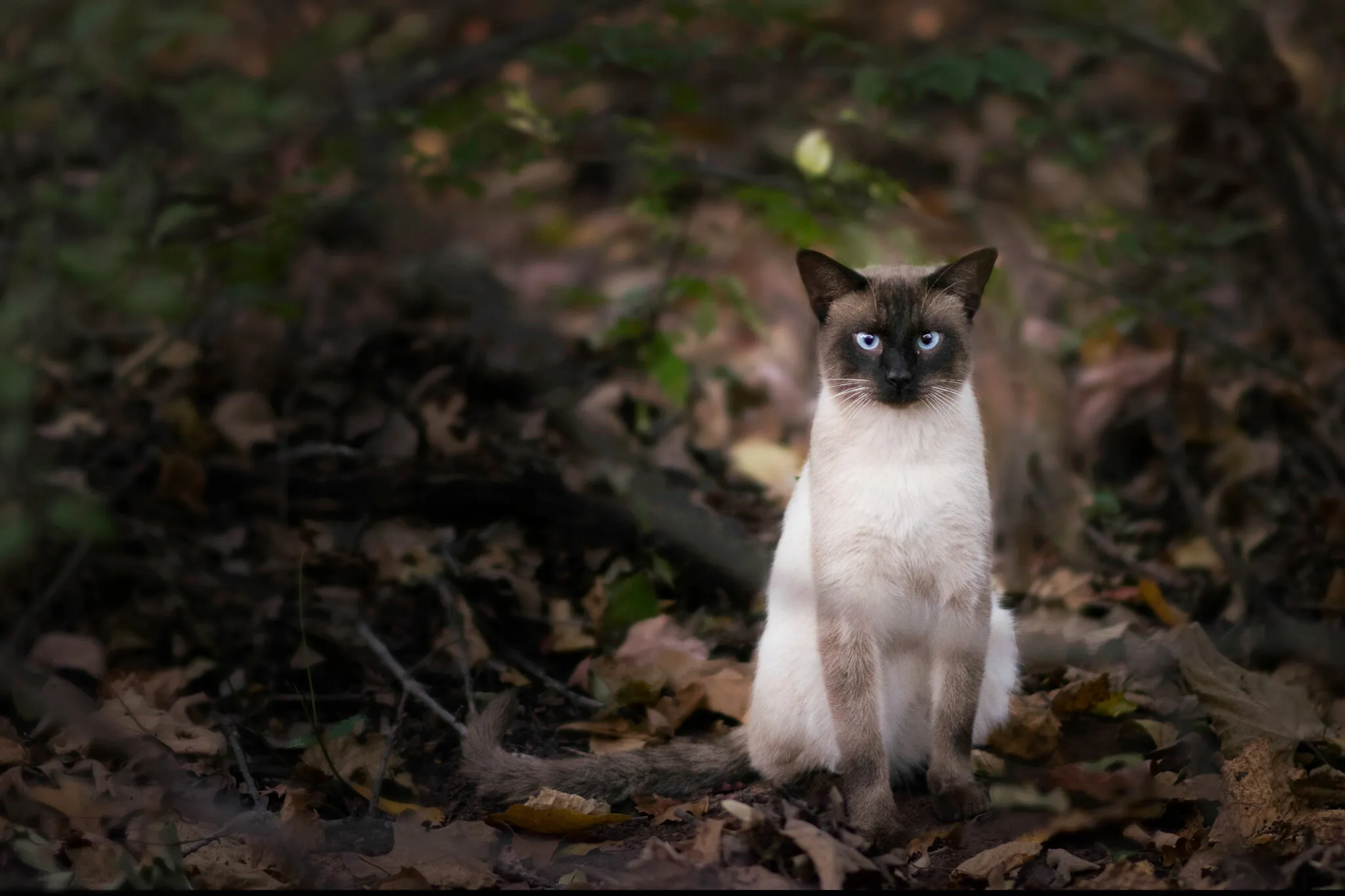 Blue Eyes