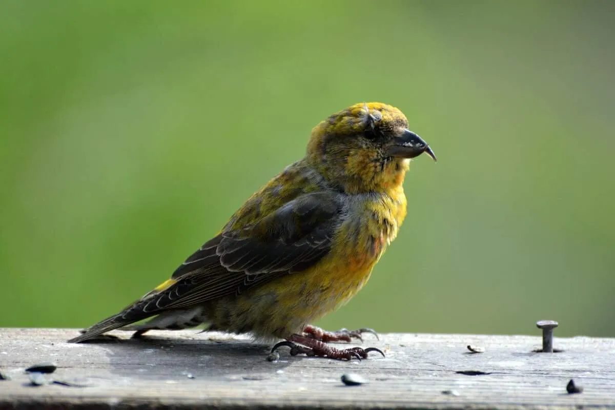 My friend the crossbeak