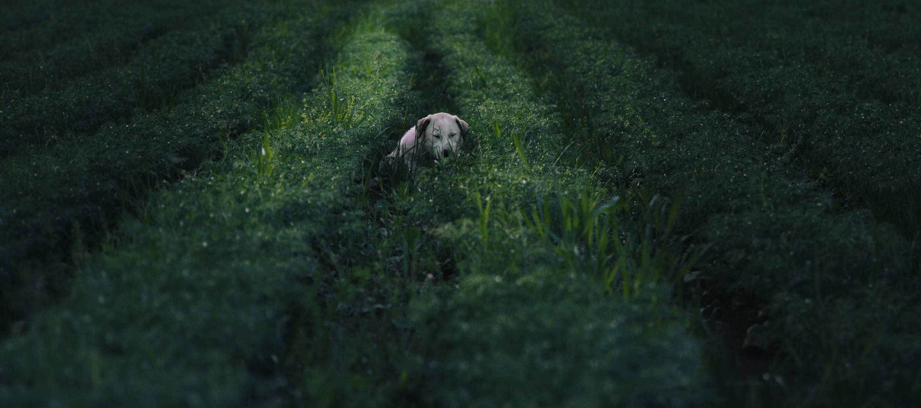 Lonely dog