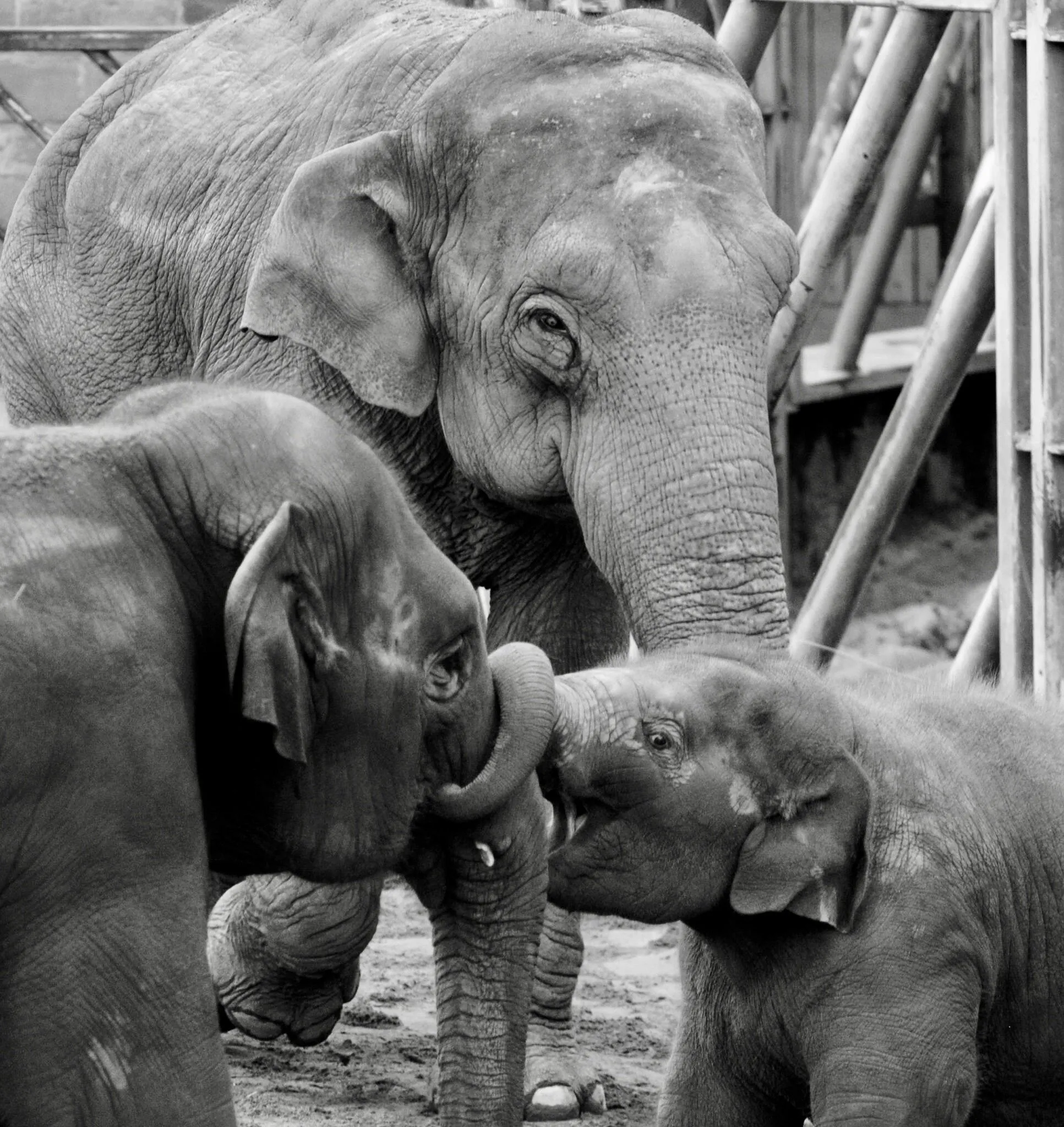 Elephants