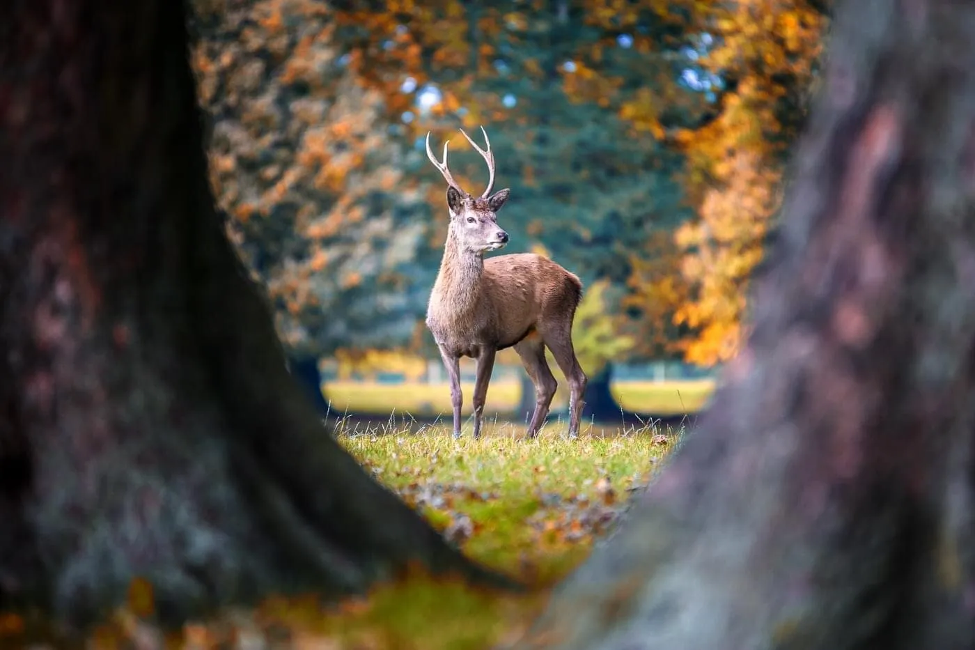 I spied a Stag