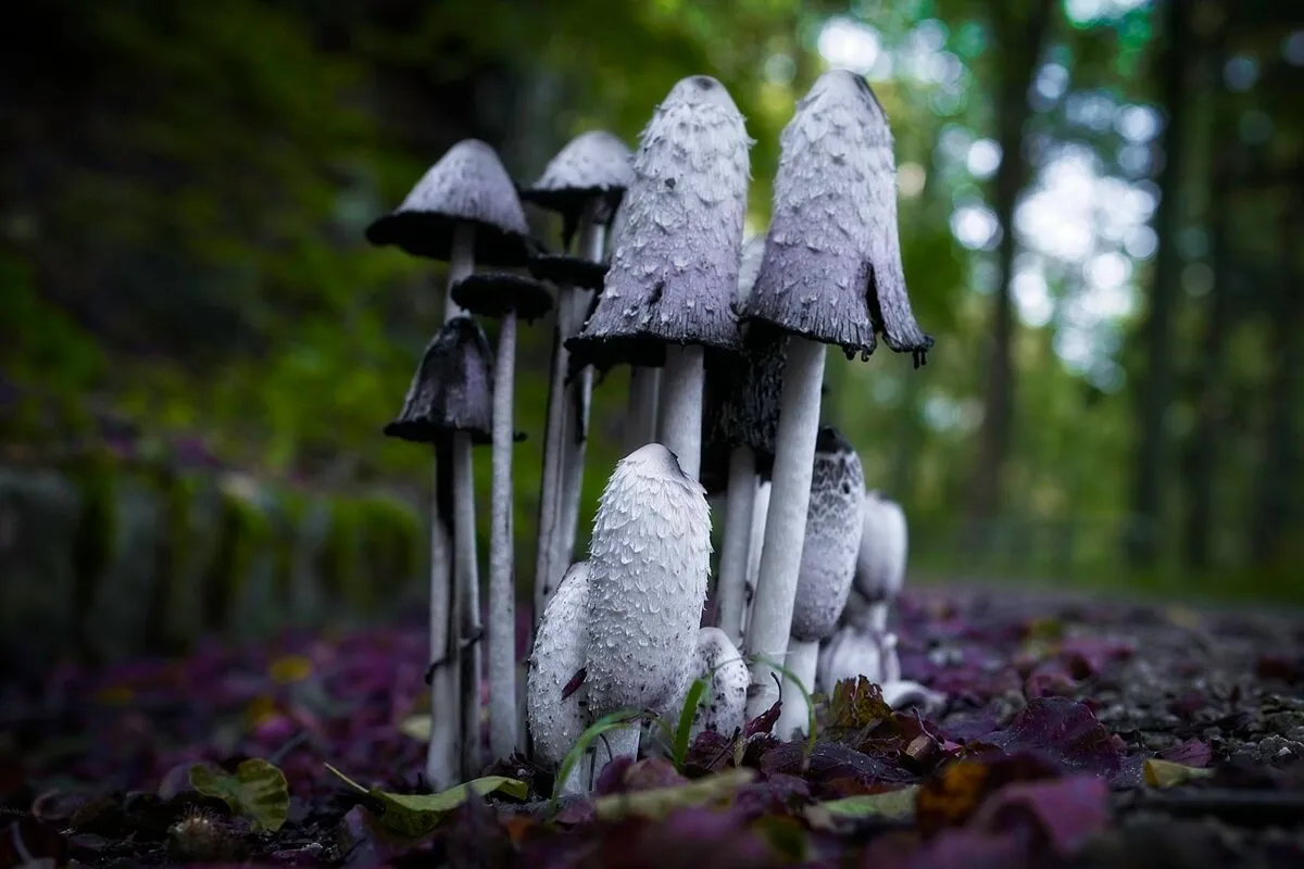 czech fungus