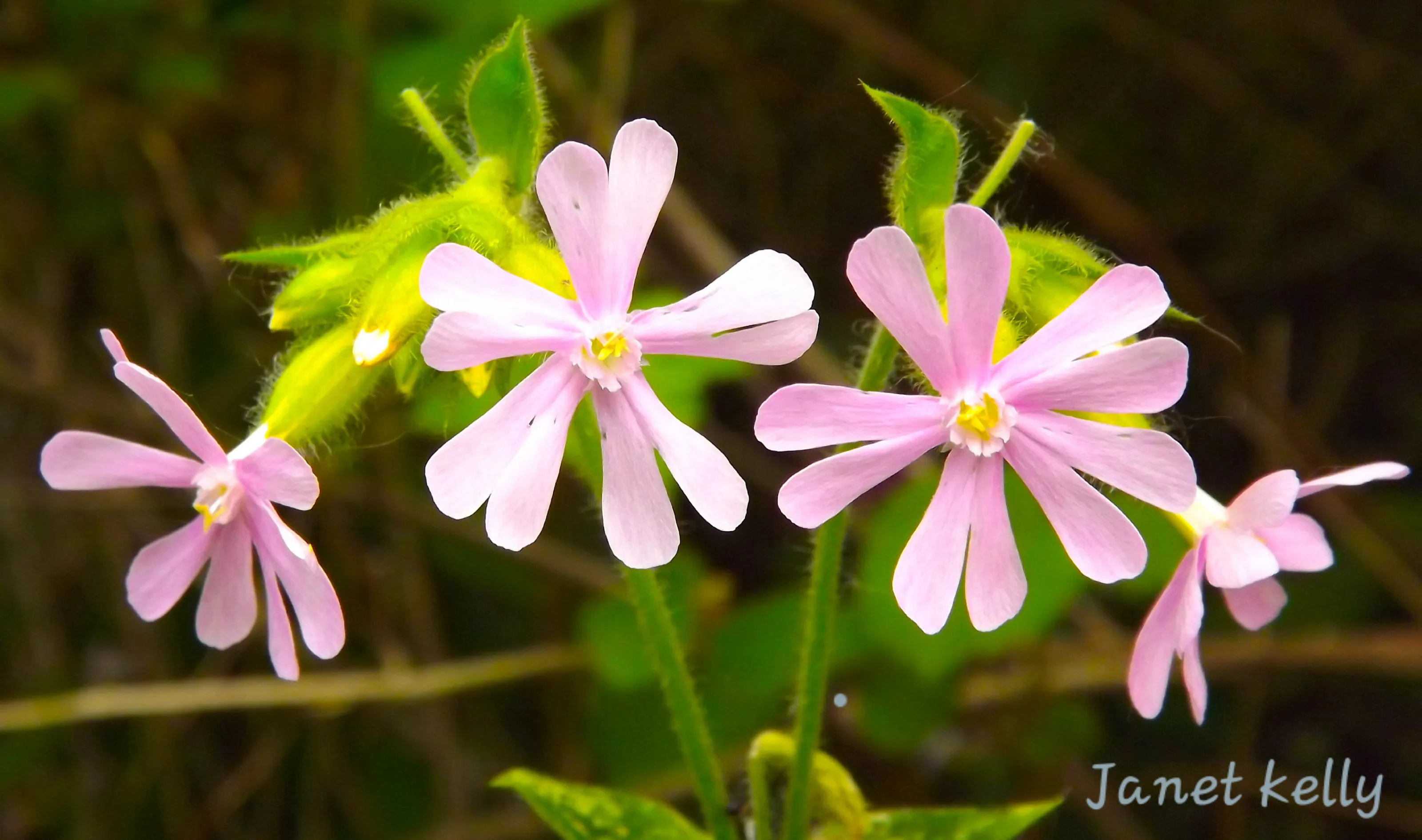 Four pink wild flowers