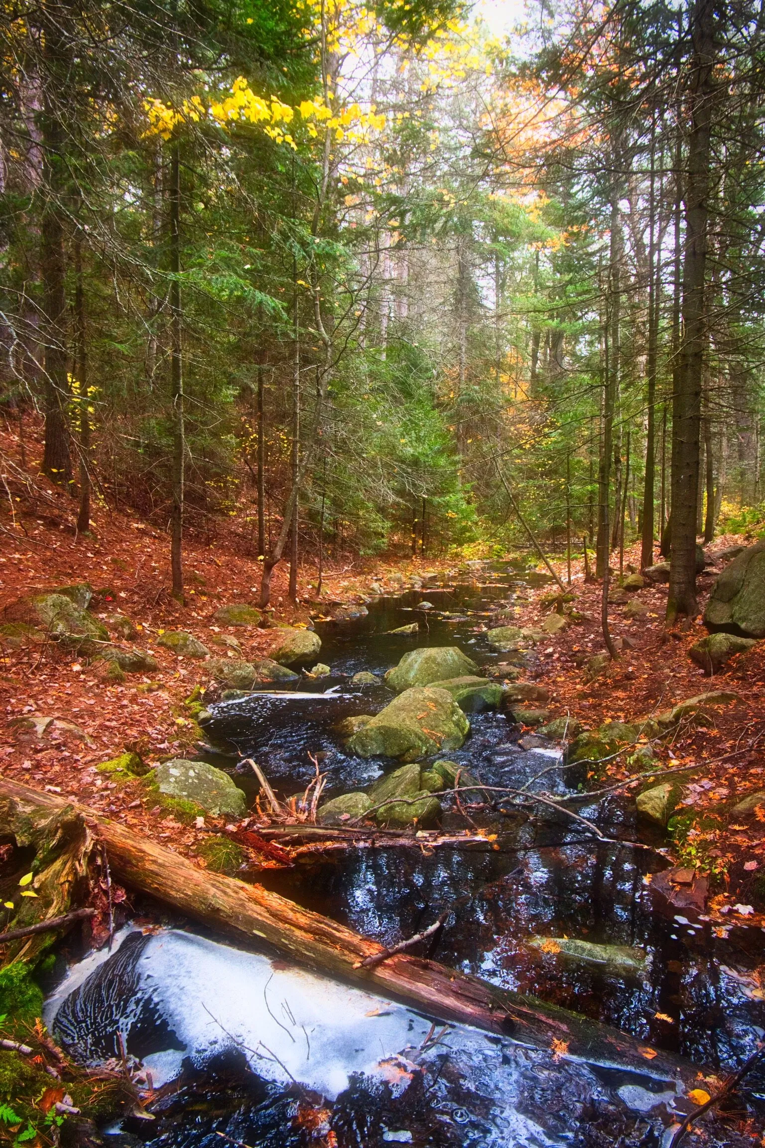Autumn in Algonquin Park