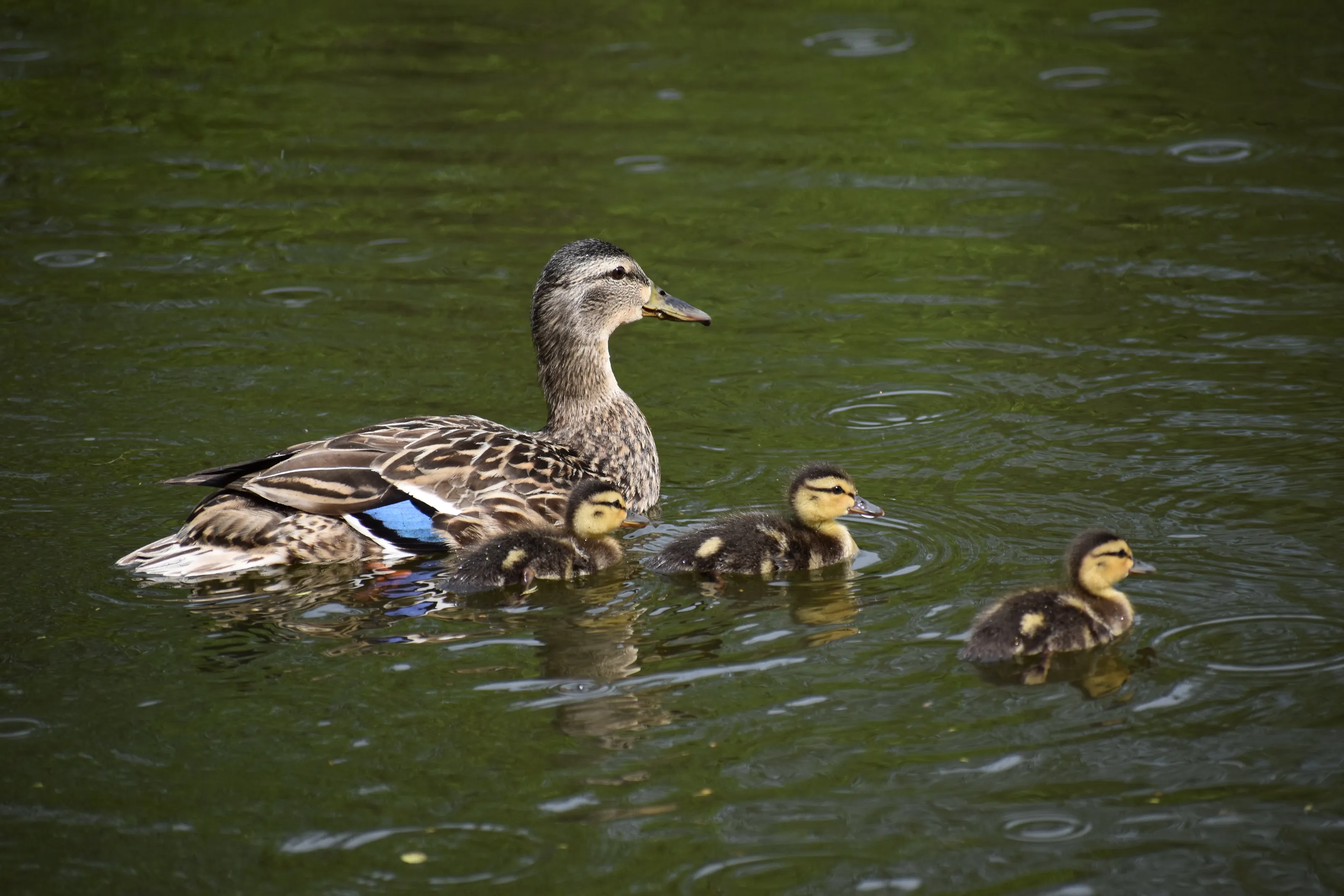 McKinley Mallards