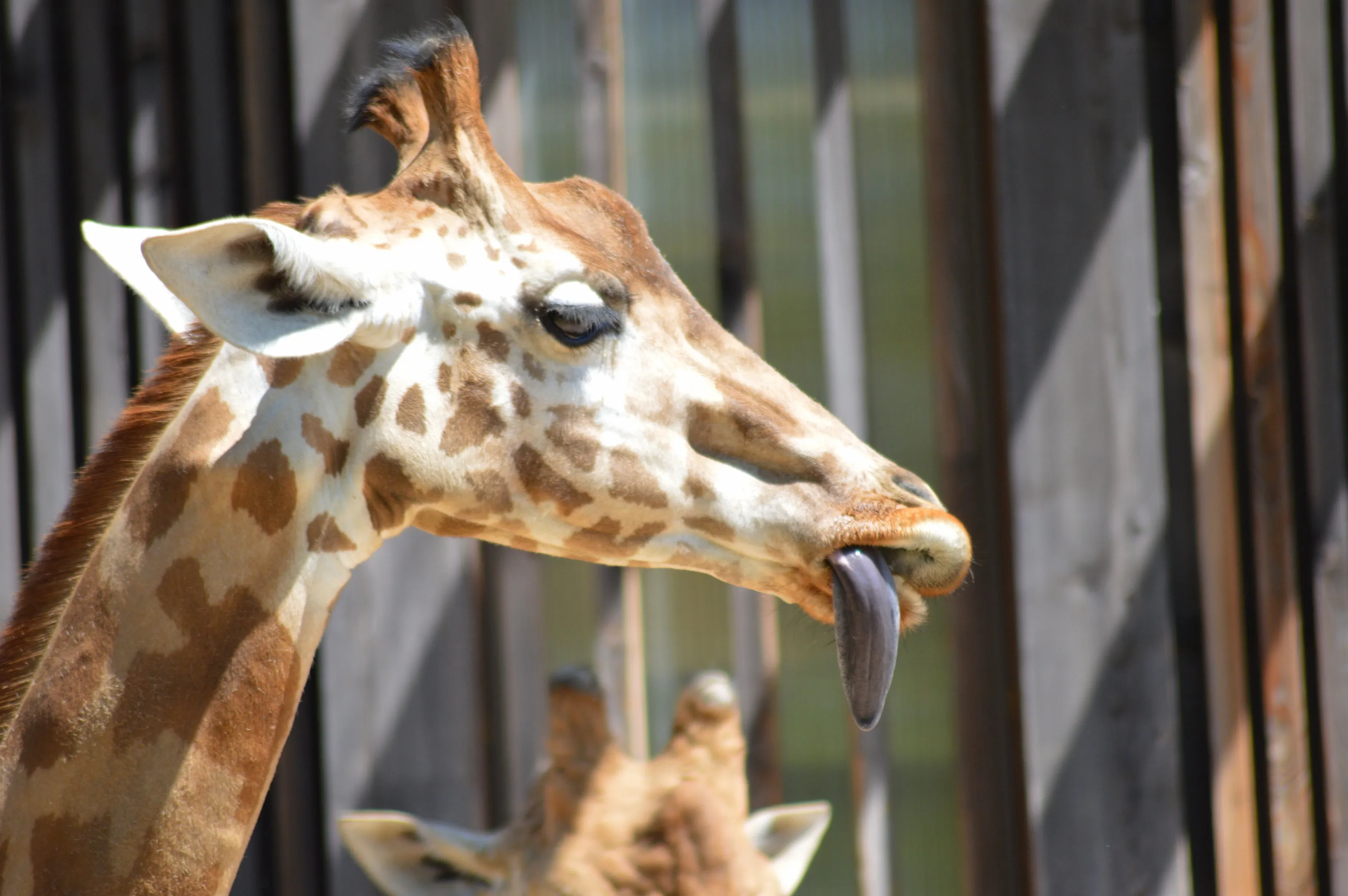 Giraffe Showing His Tongue