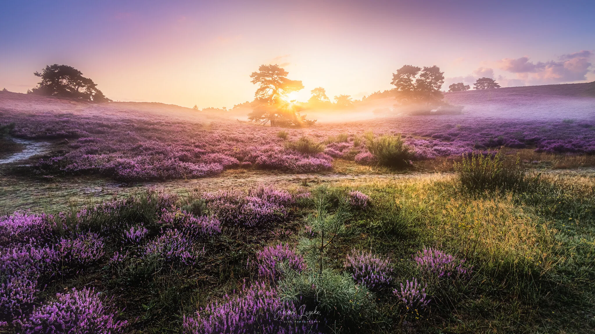 Morning Heather