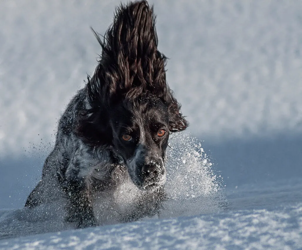 Entry 12619131