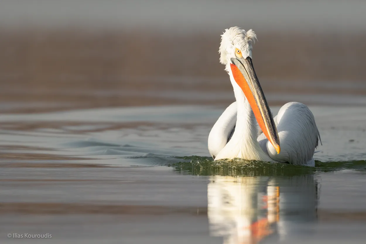 Entry 25875690