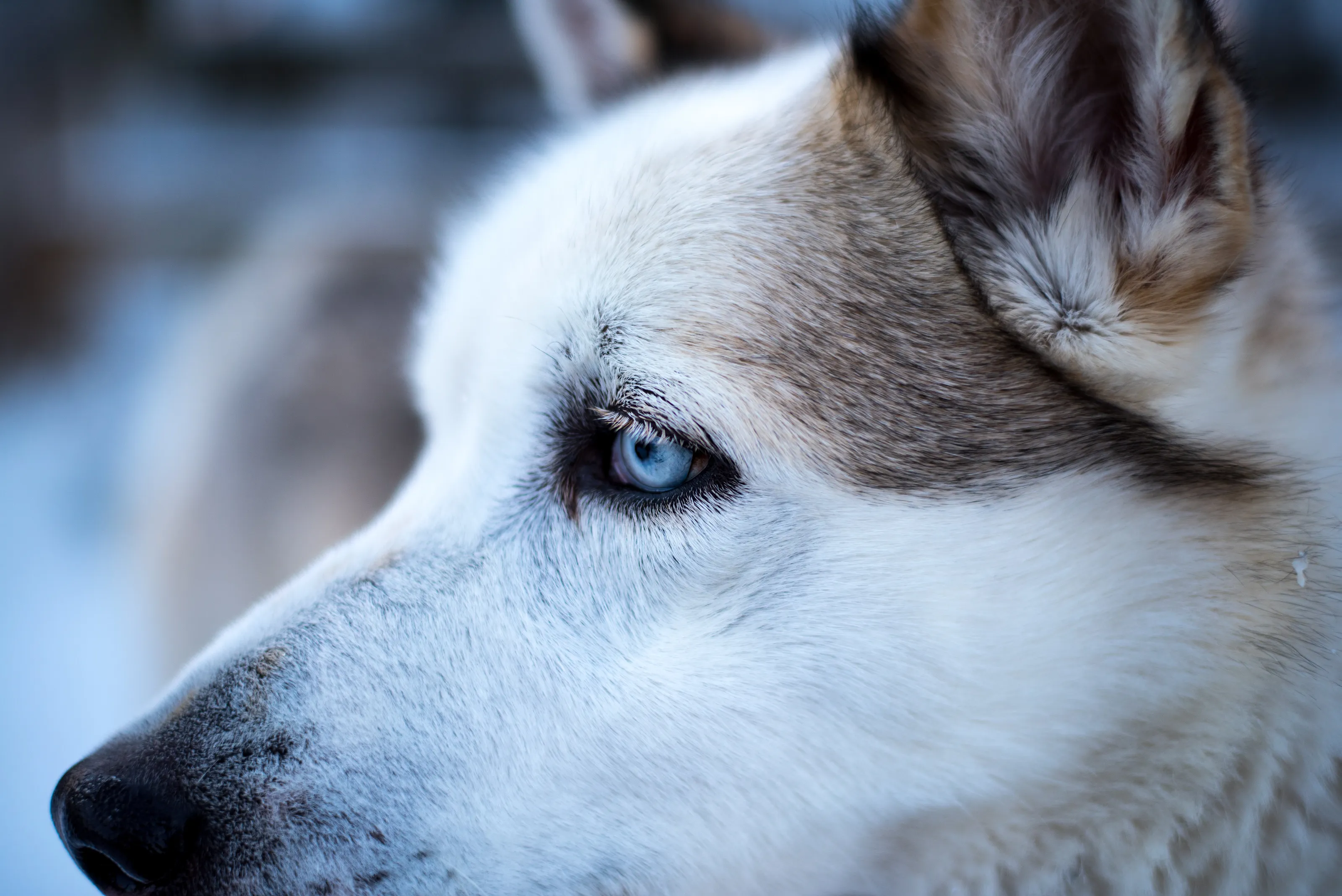 Blue Eye