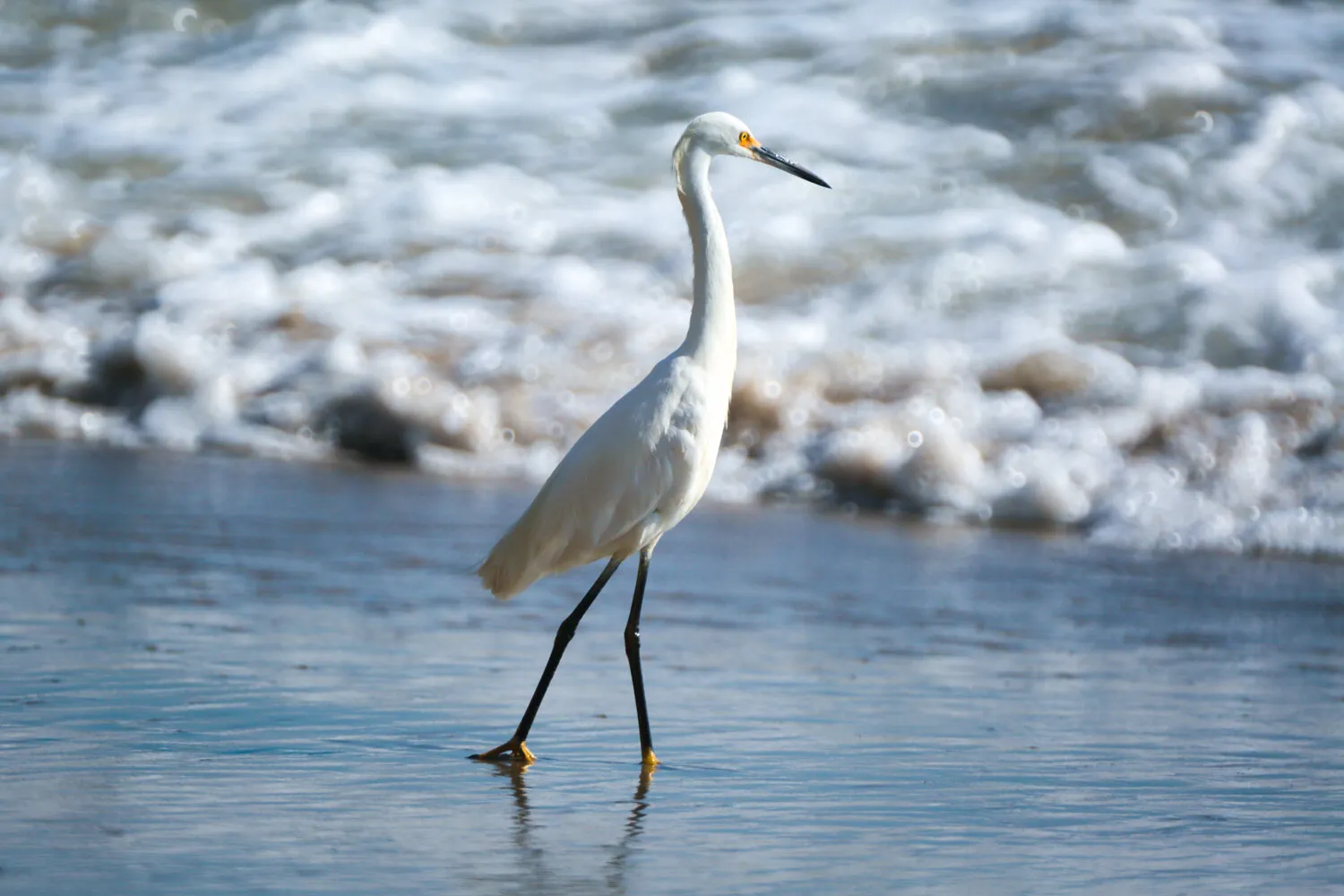 Heron on the background of the waves of the Pacific Ocean
