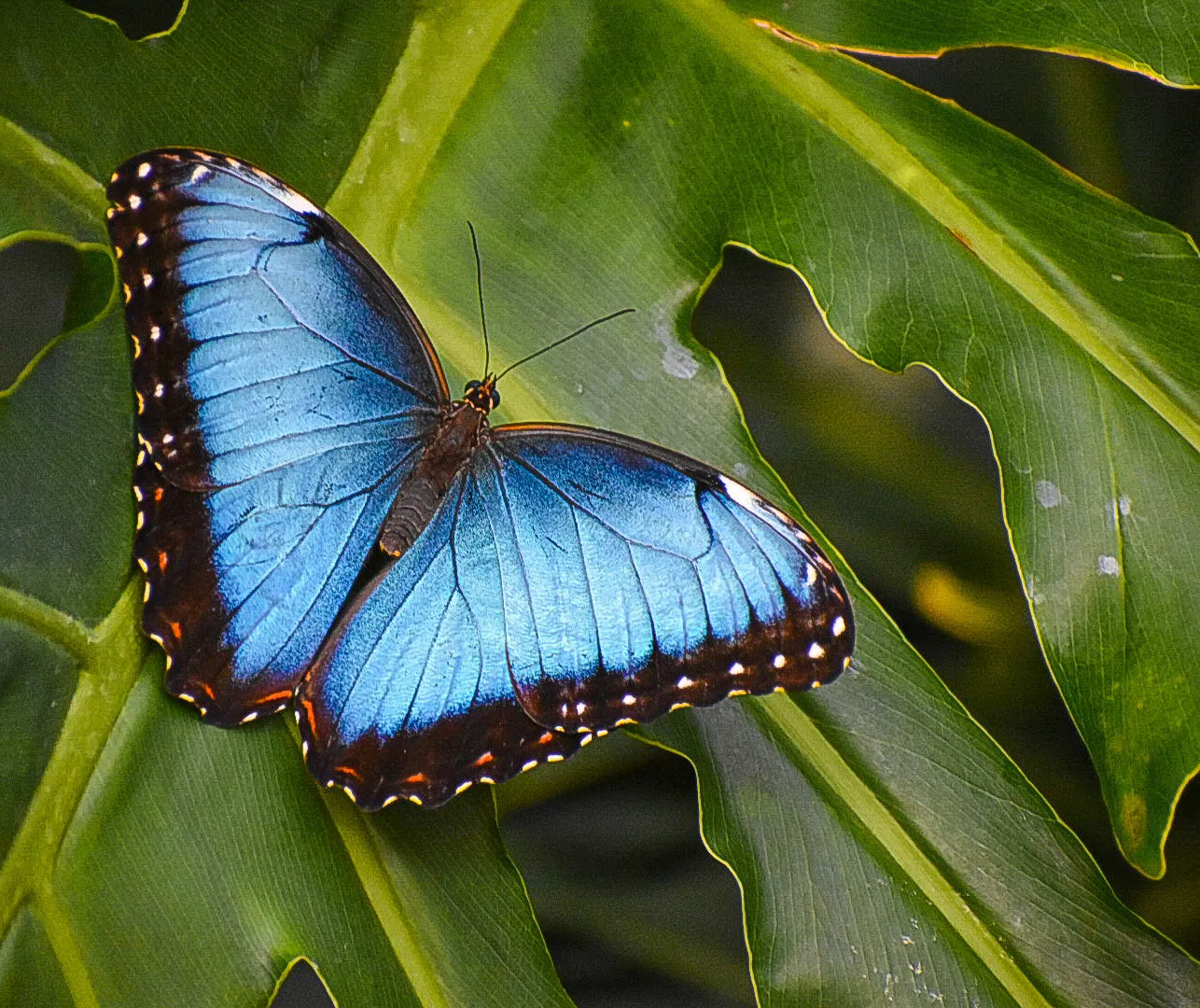 Blue Angel I