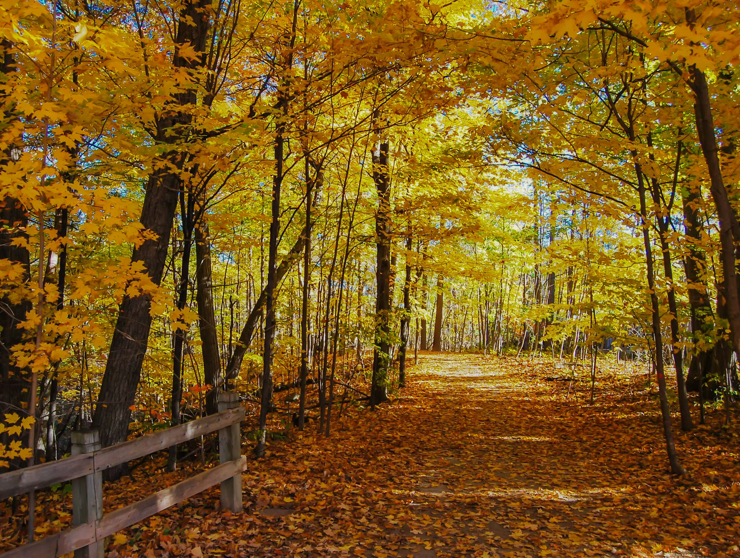 A trail at Glen Abey, Oakville, ON